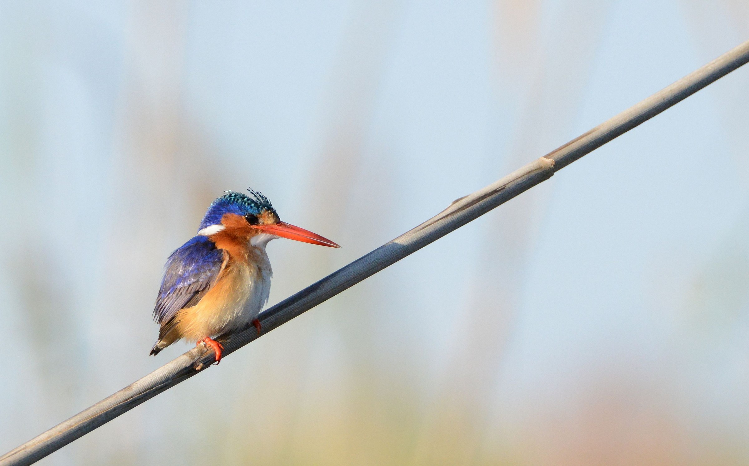 malachite kingfisher