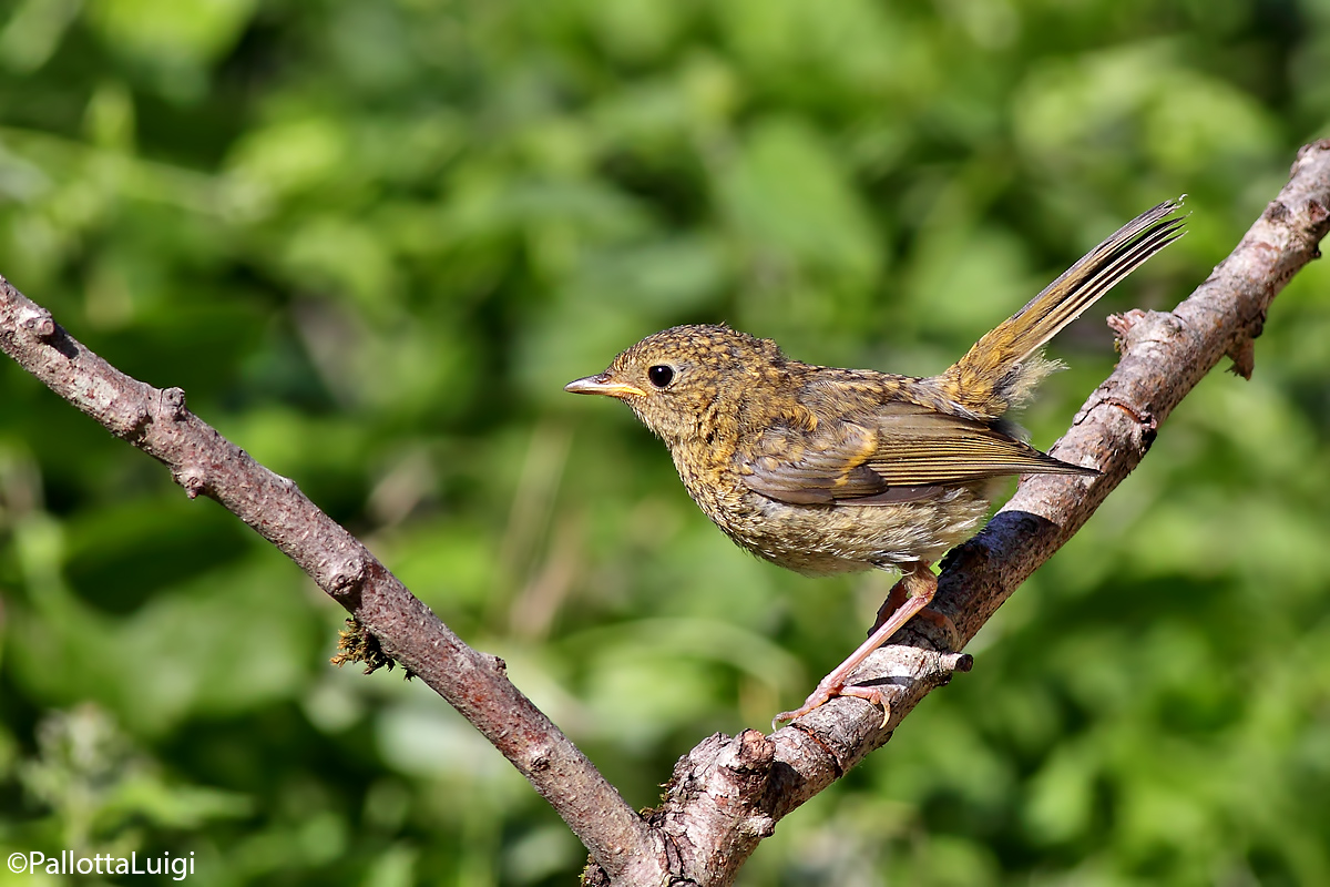 giovane di Pettirosso (Erithacus rubecula)