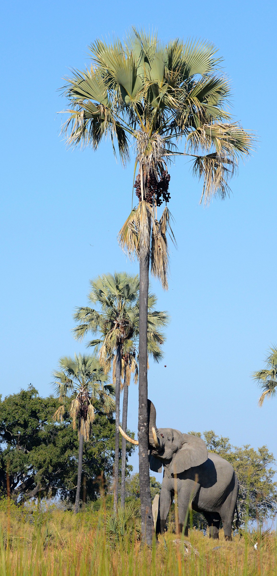 shaking the tree to harvest the fruits