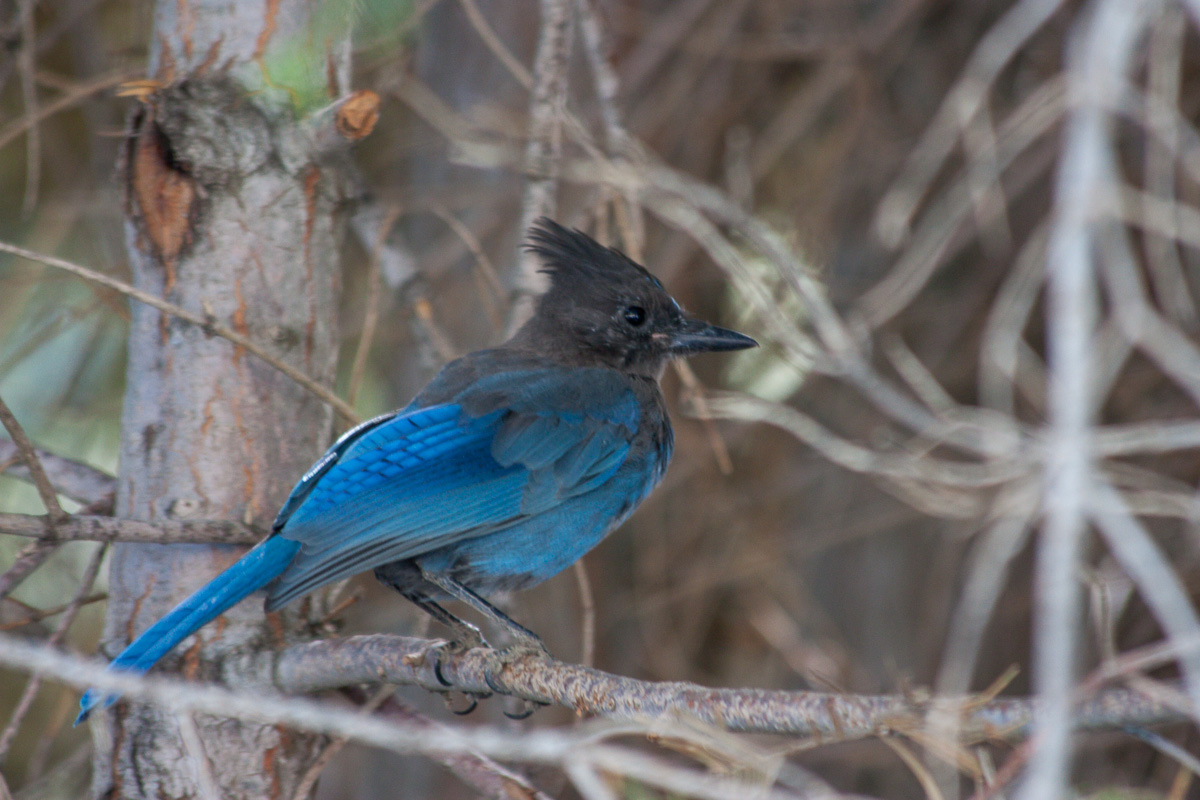 Ghiandaia di Steller