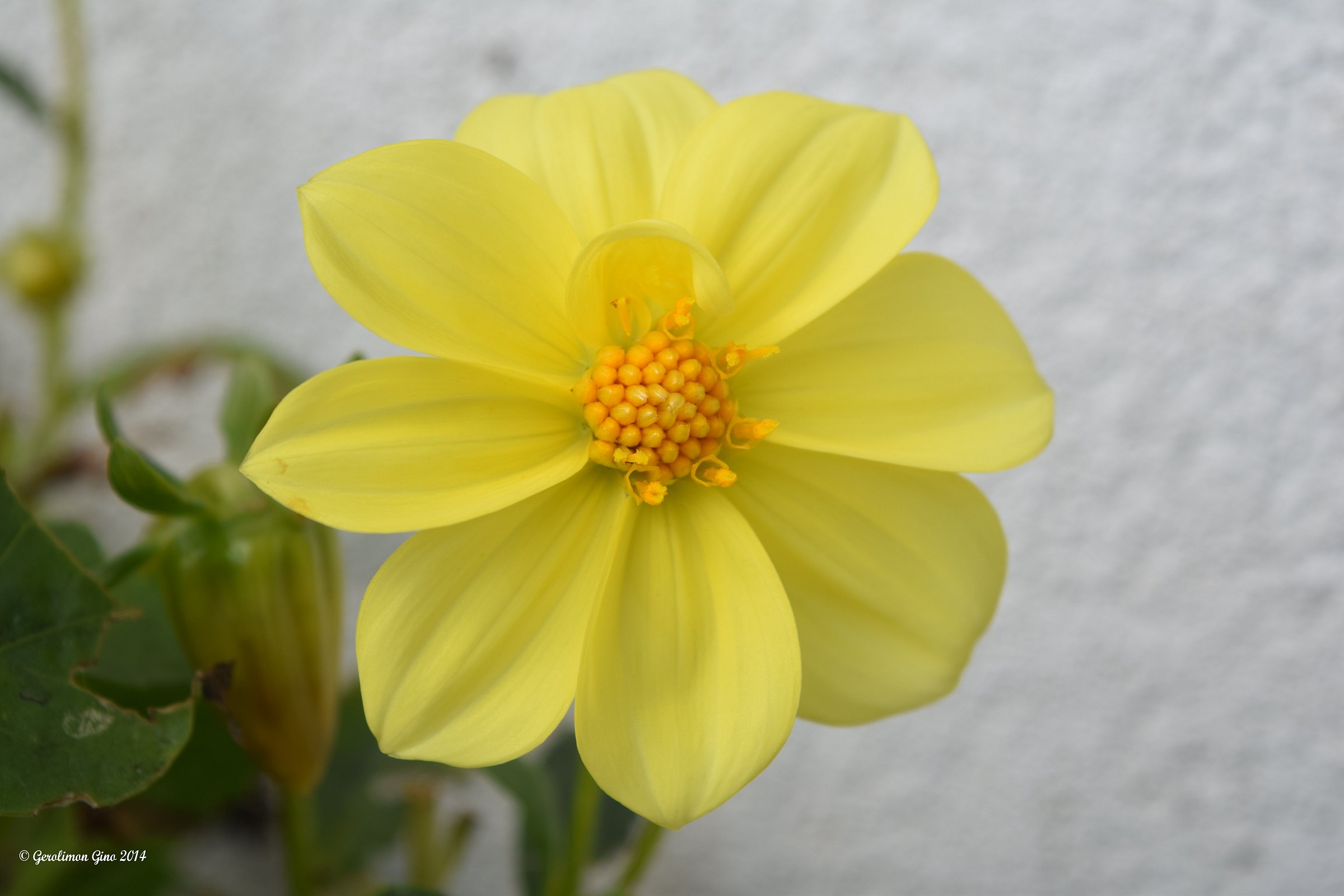 Dalia in piena fioritura