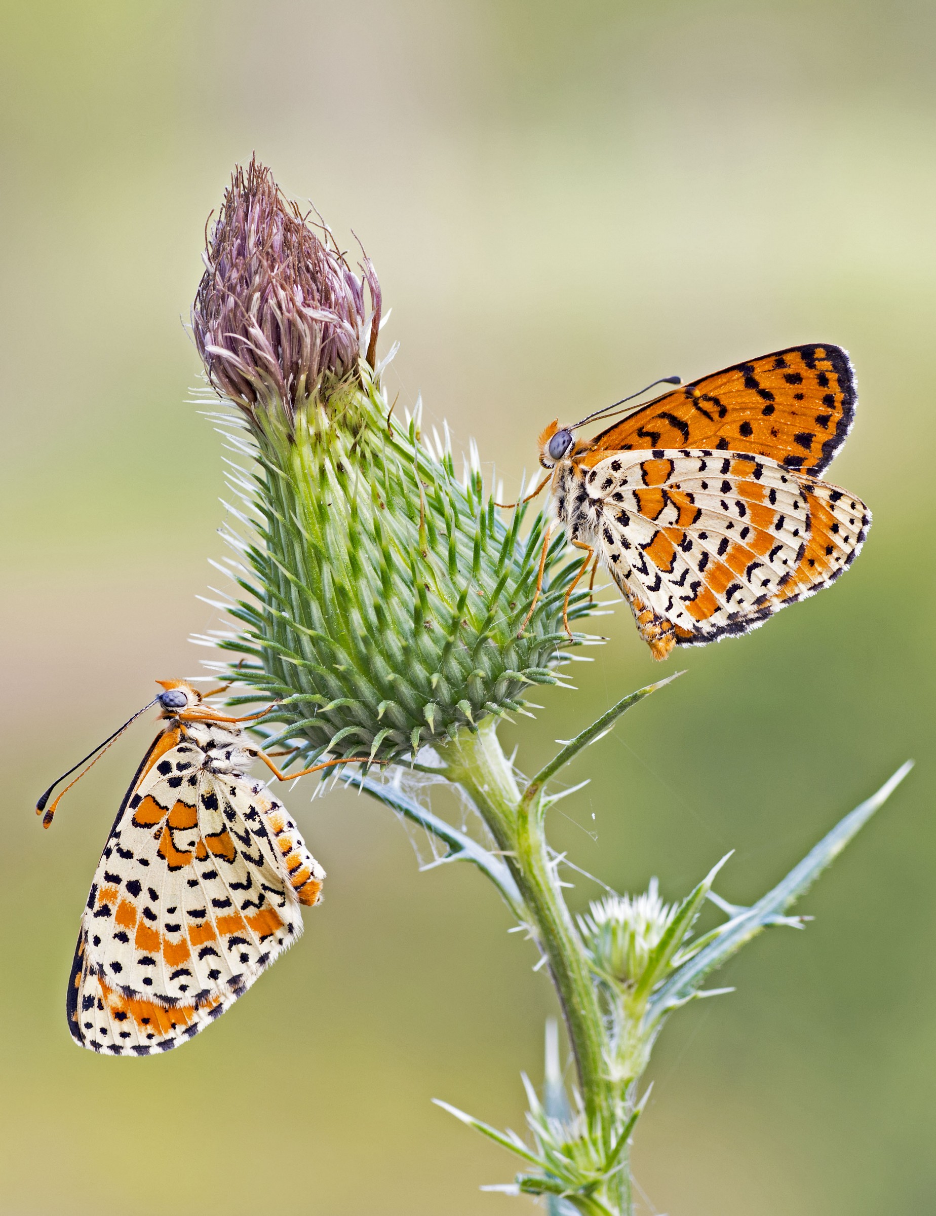 Dear ... Do not make me squirm ..