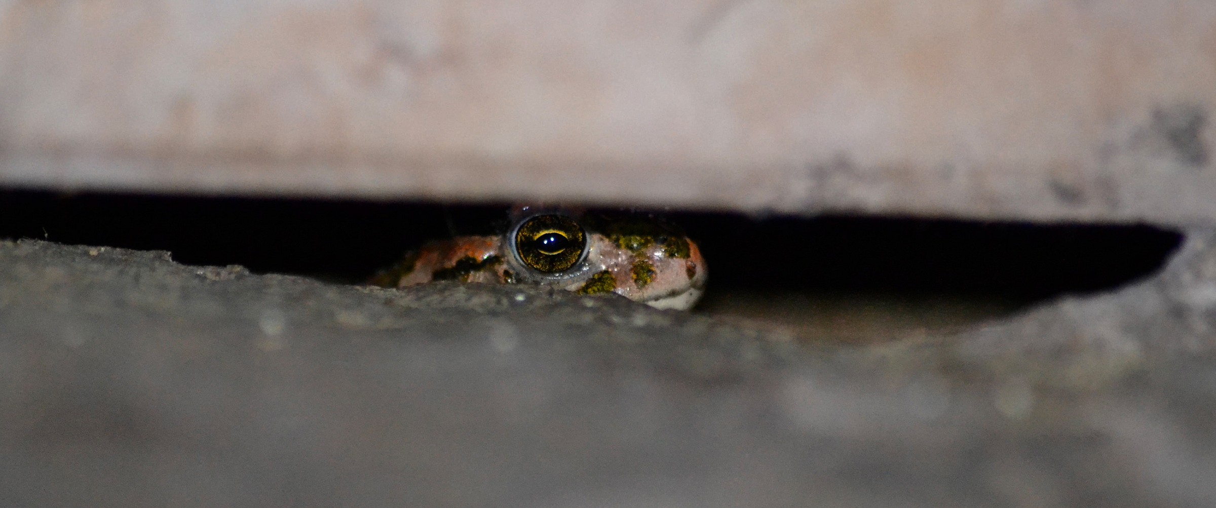 Rospo Smeraldino Nascosto