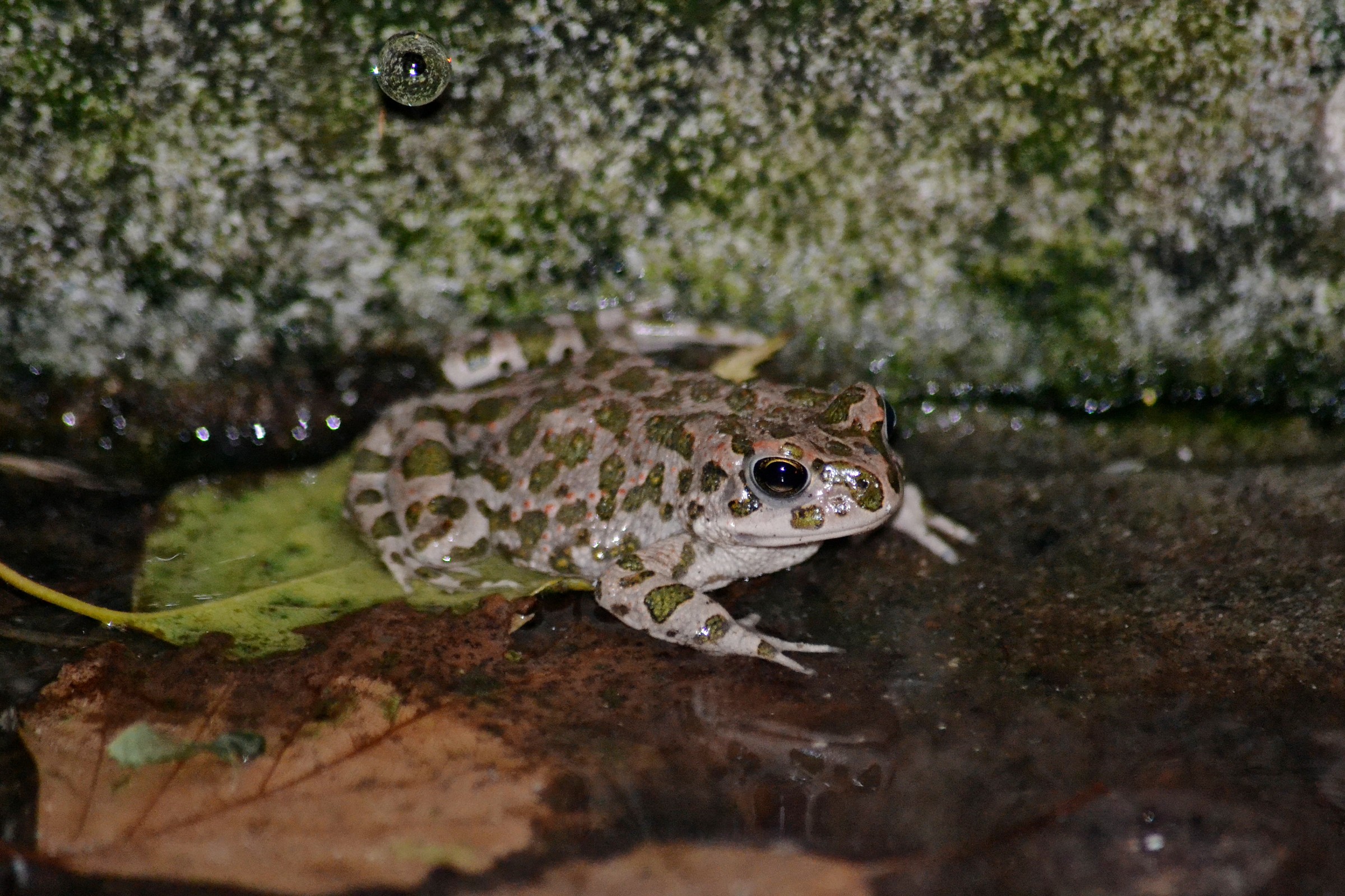 Rospo Smeraldino SI RINFRESCA