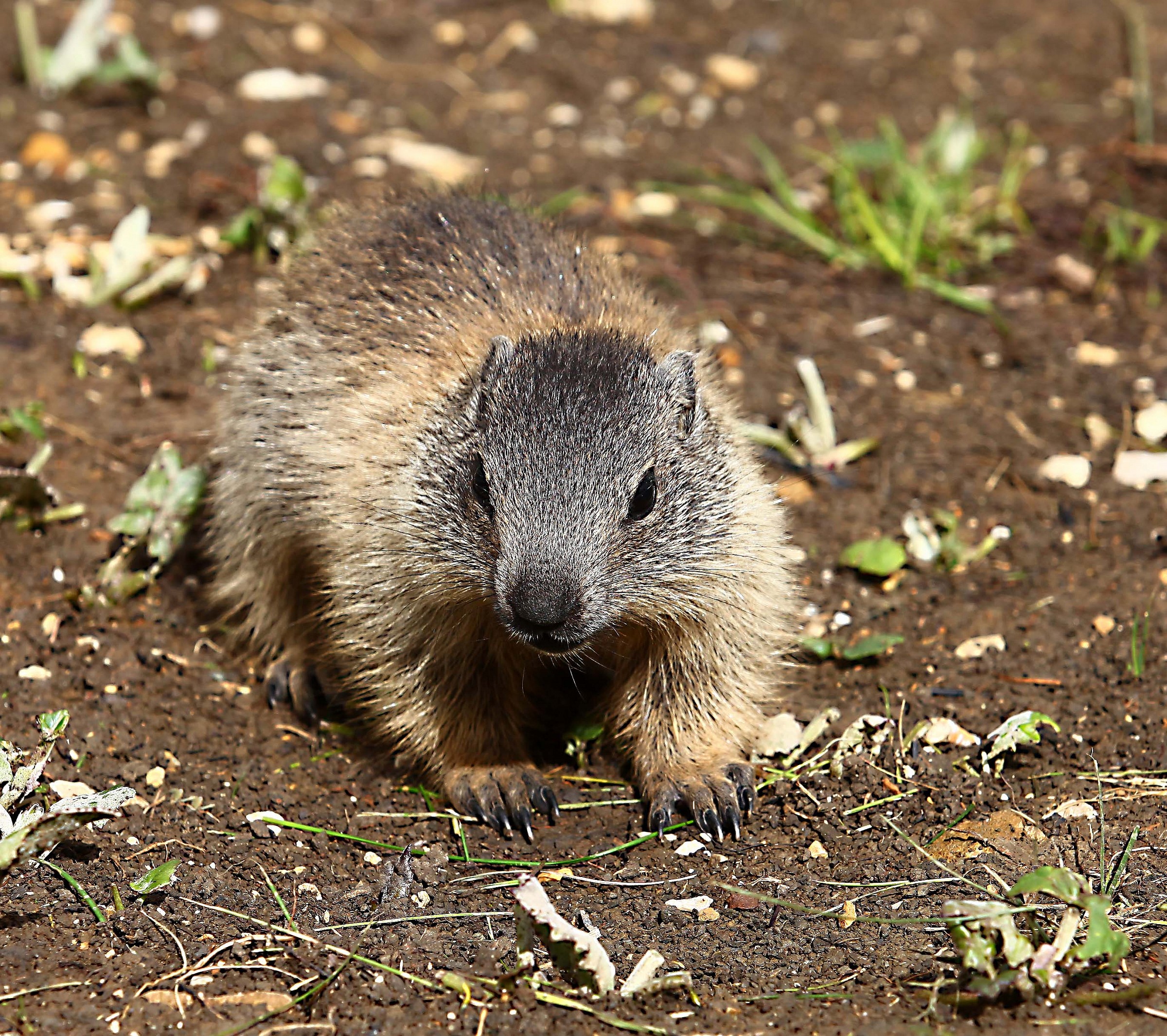 cucciolo di marmotta