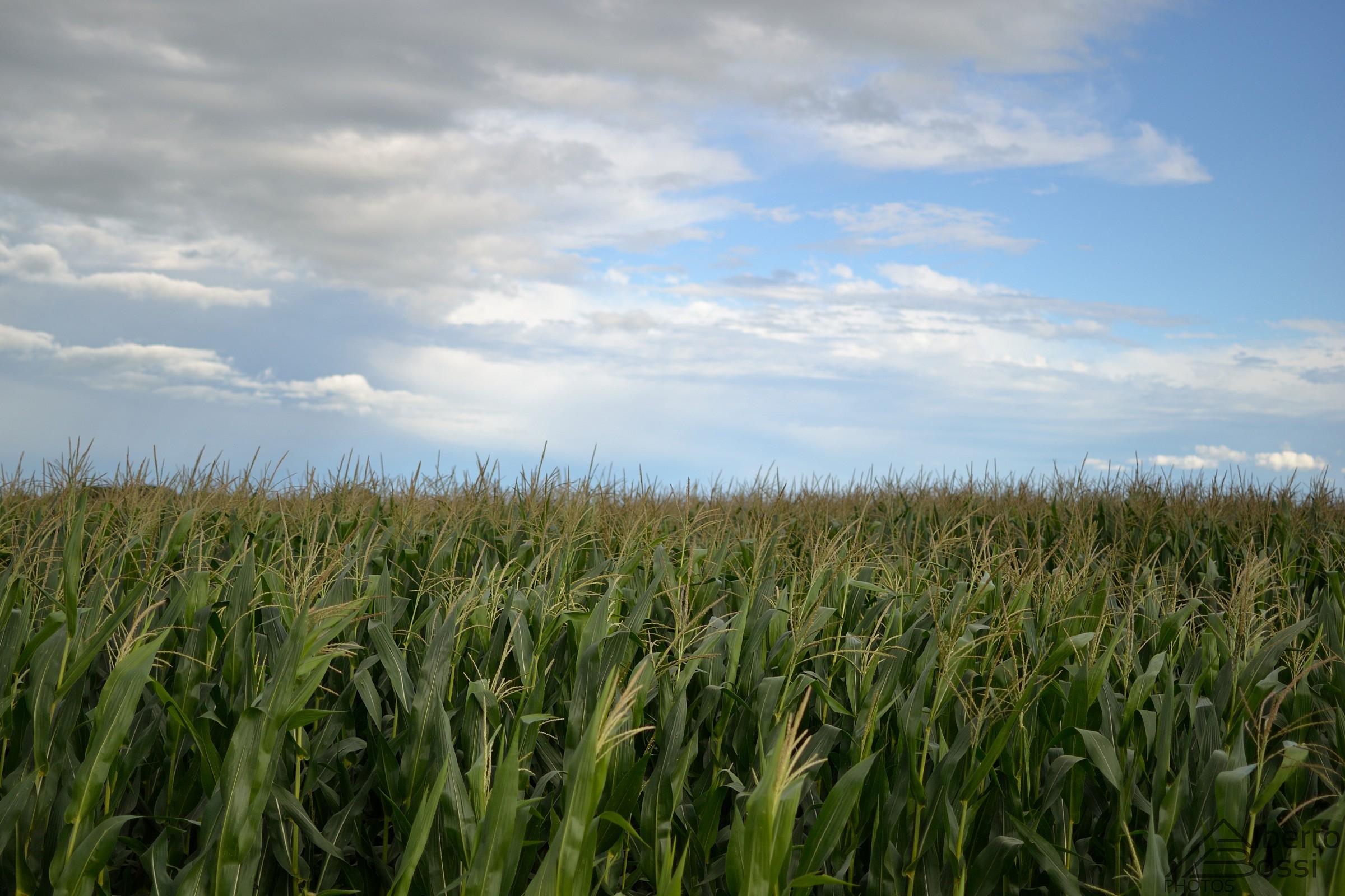 Clouds of maize