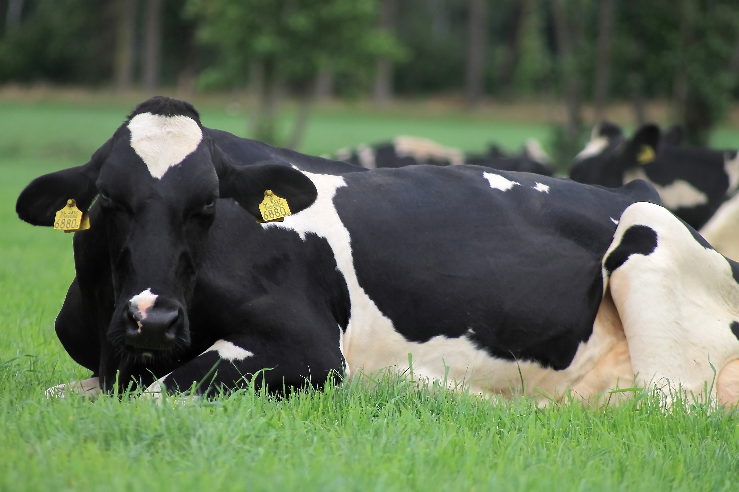 Tra i pascoli... con un cuore in testa