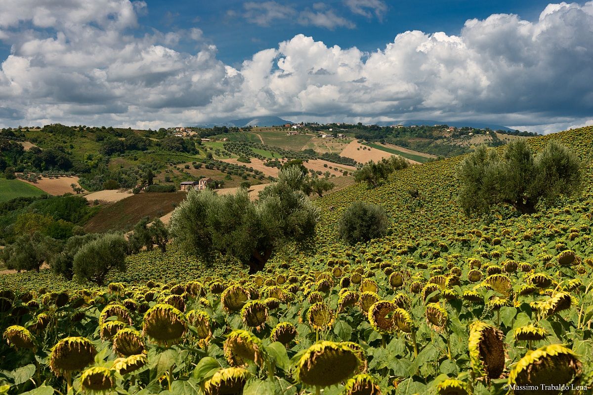 Panorama with sunflowers