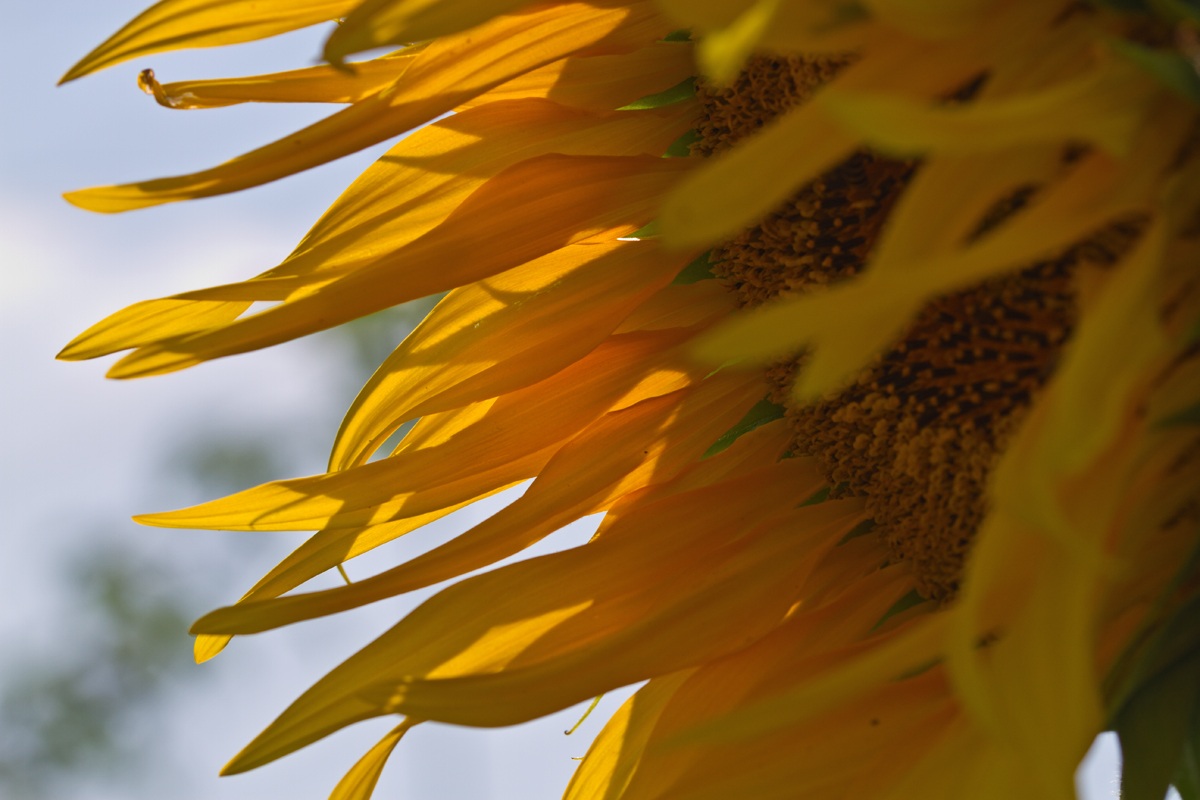 Come petali al vento...