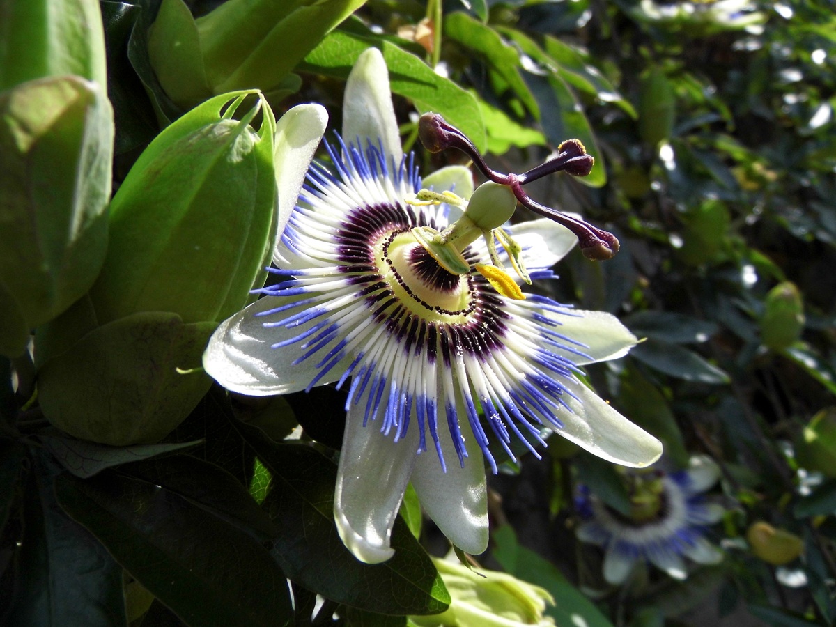 fiore di passiflora