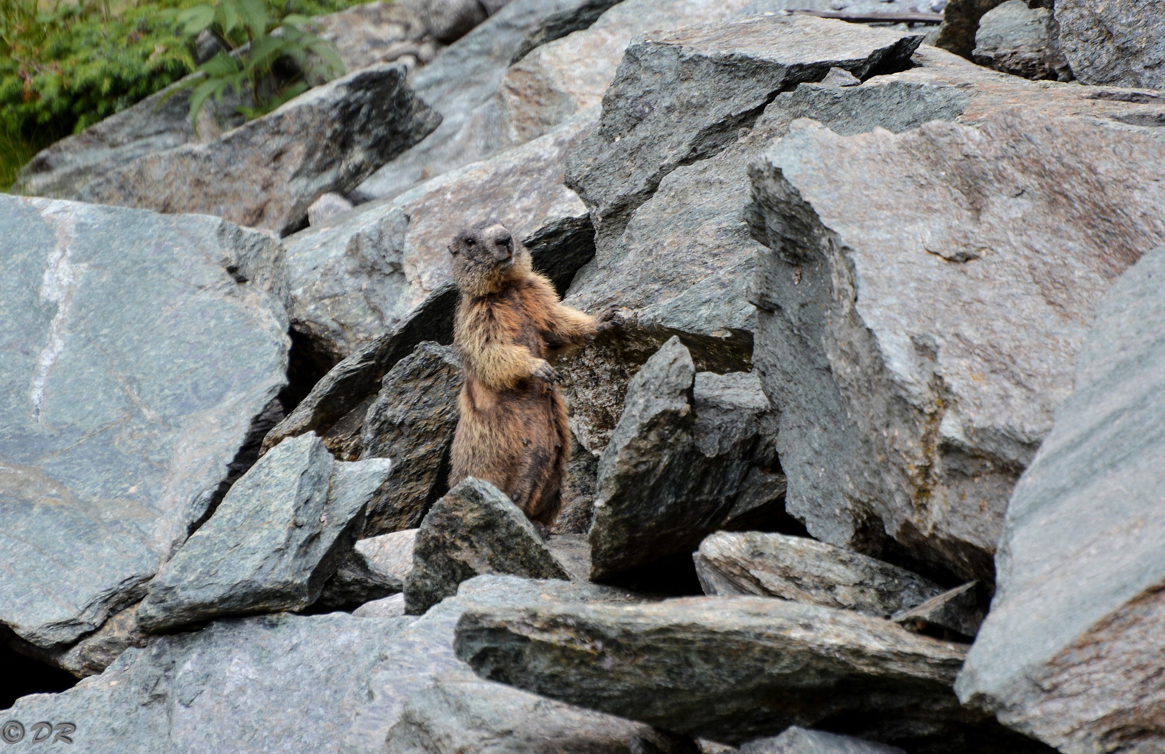 marmotta