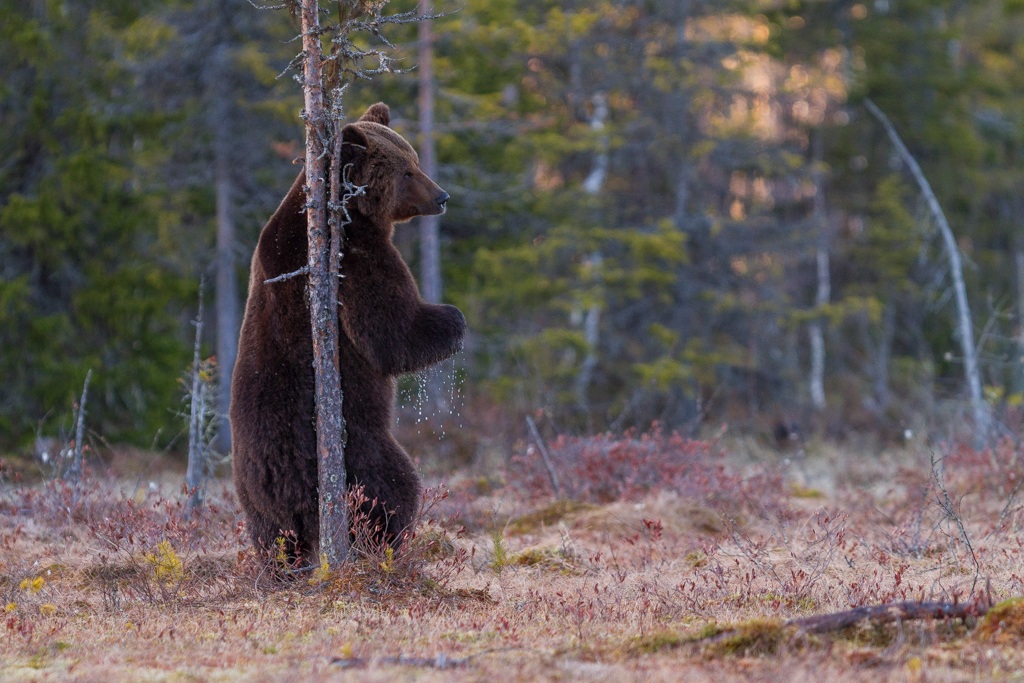 Ursus arctos - Finland - 2013