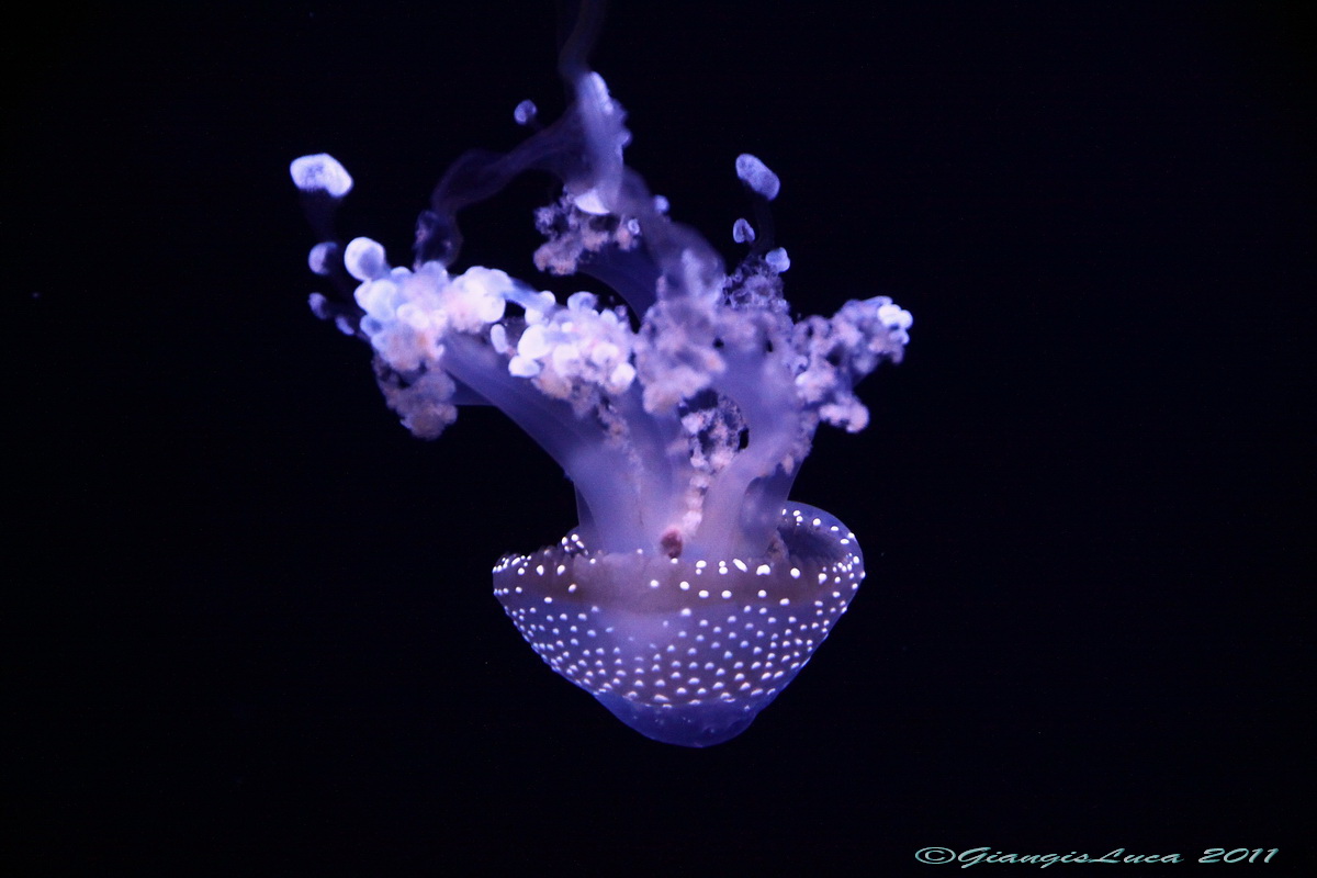 Phyllorhiza punctata 2