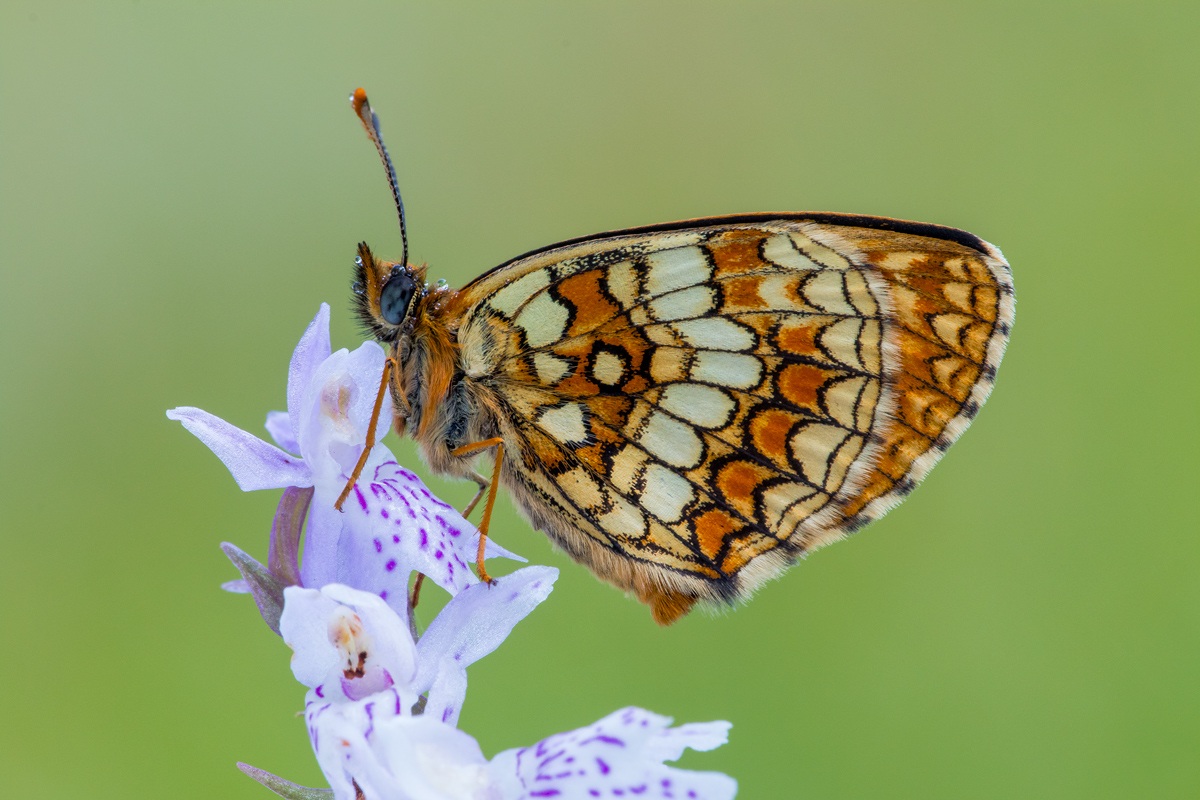 mellicta athalia su orchidea