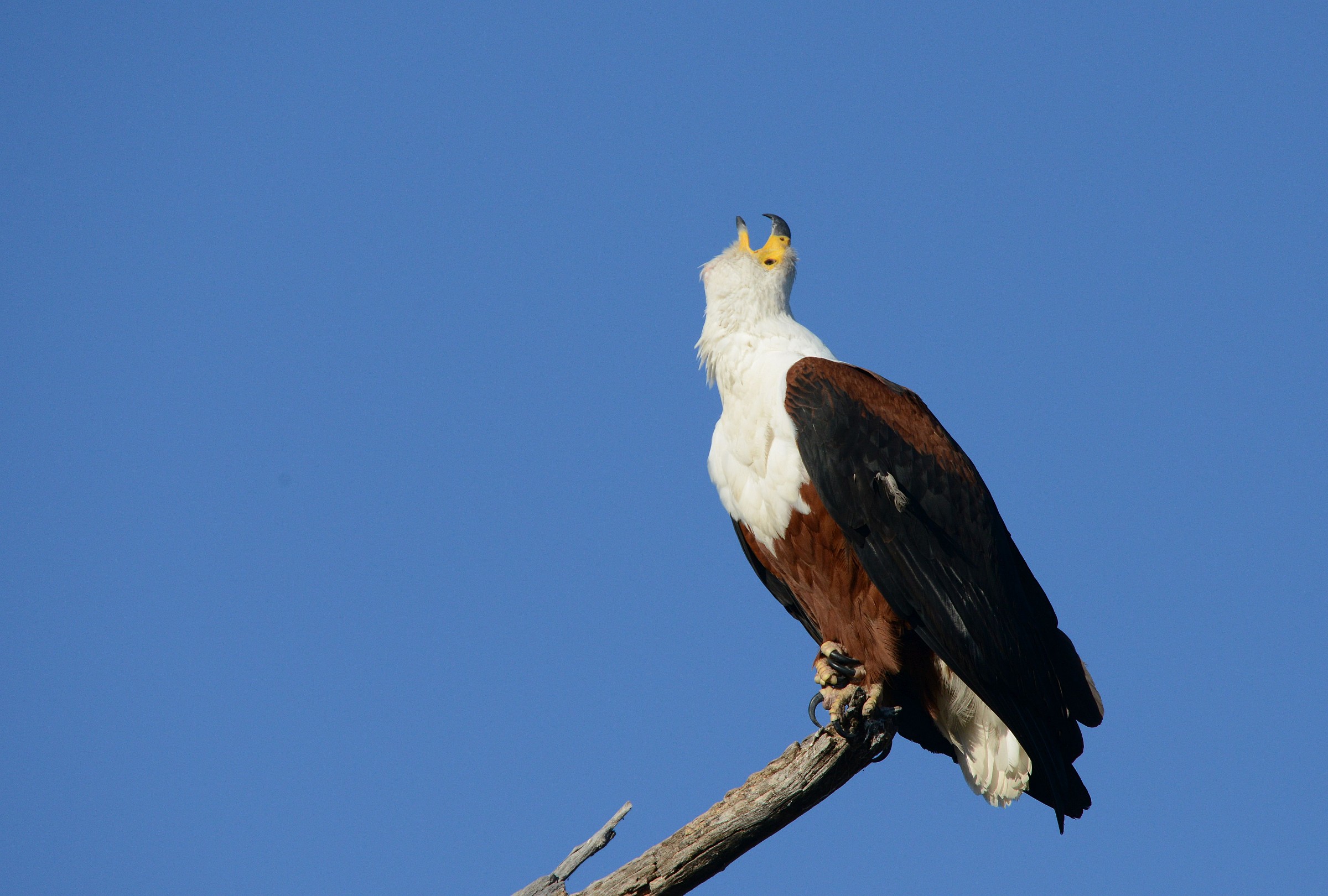 African Fish Eagle