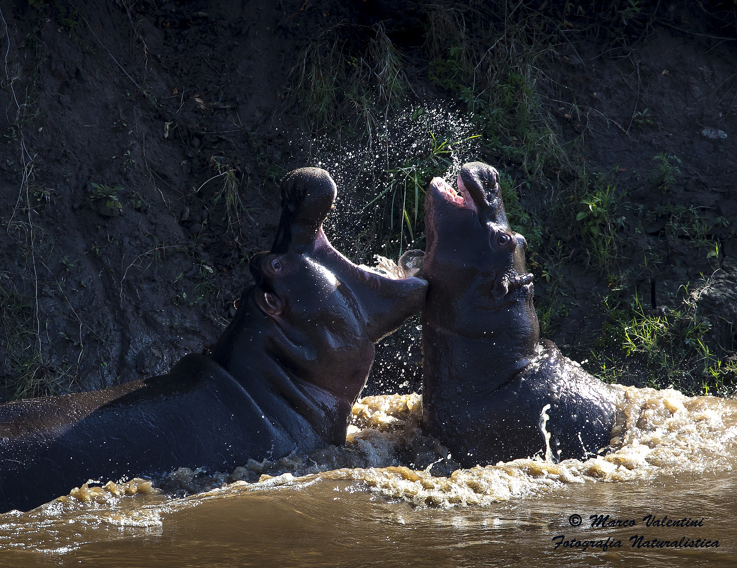 Water games in the Mara