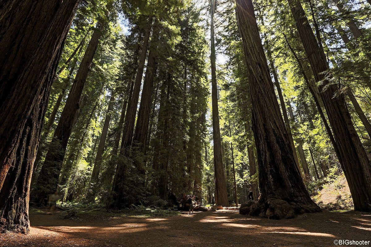 Montgomery Woods State Reserve