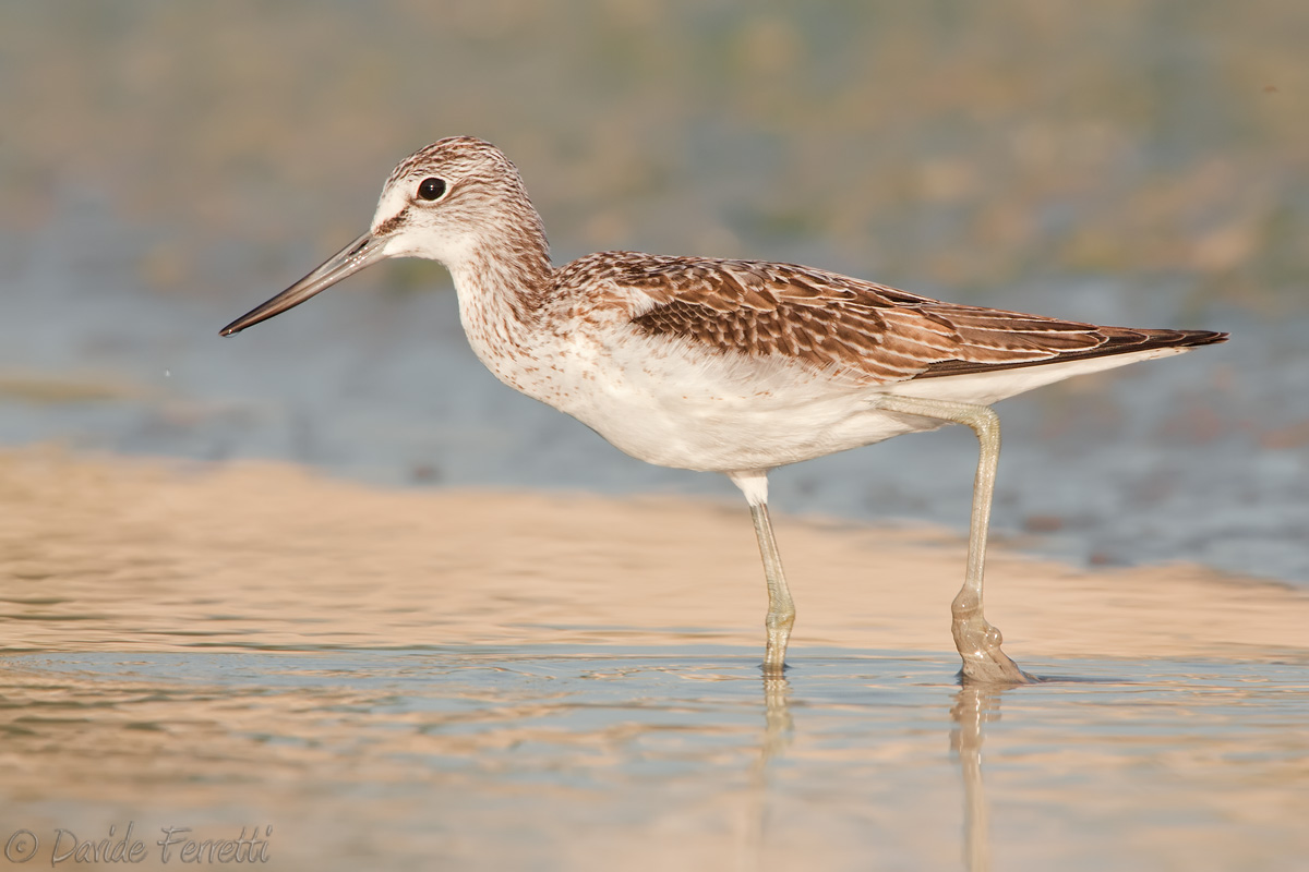 Greenshank at dawn