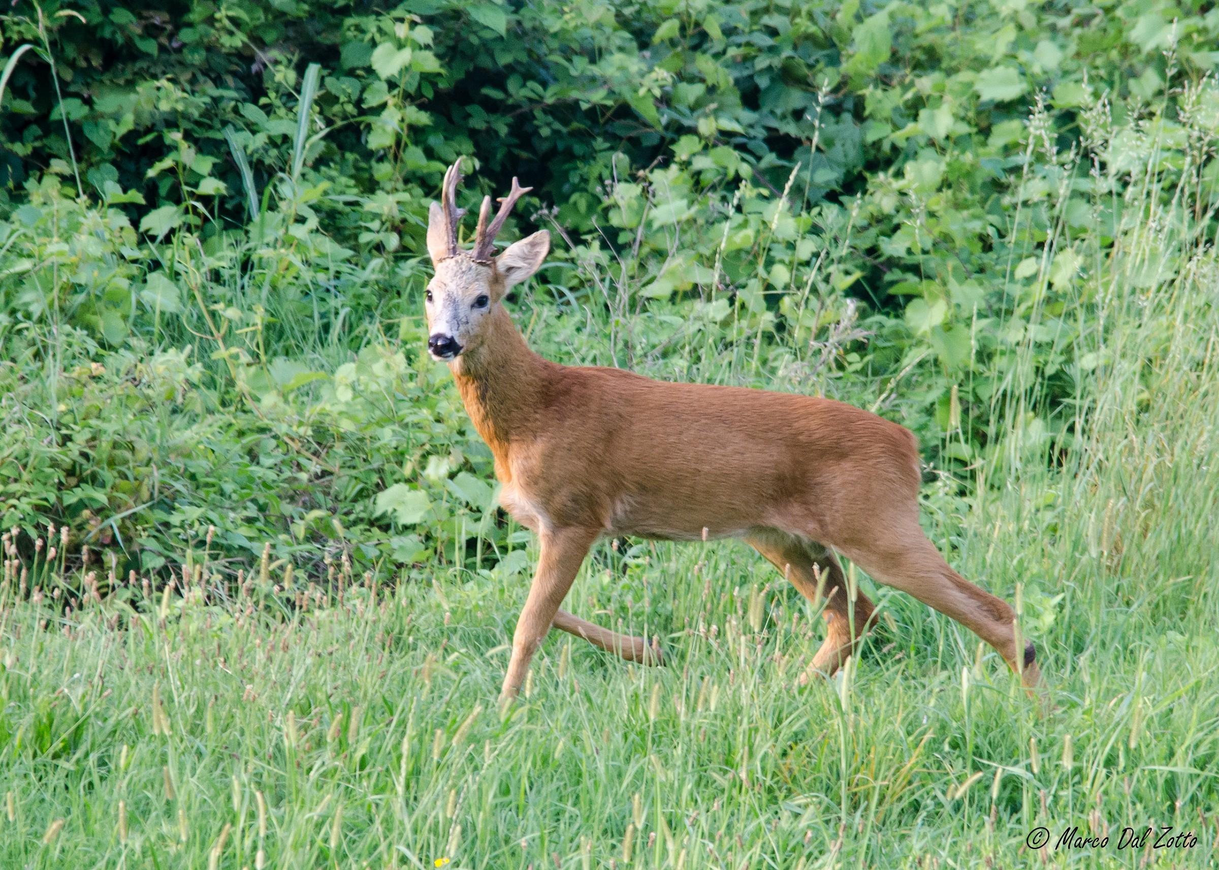 Capriolo a Monteviale (vi)