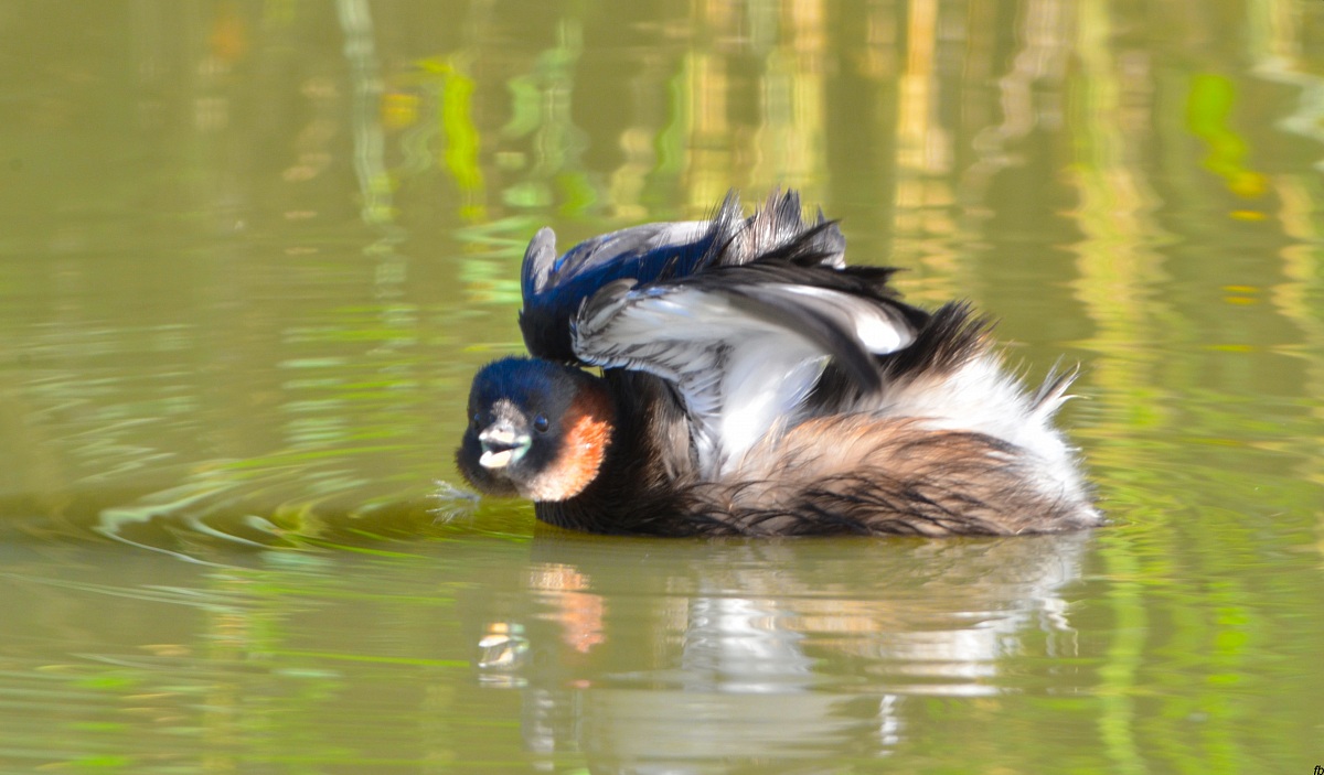 il tuffetto imita la murena