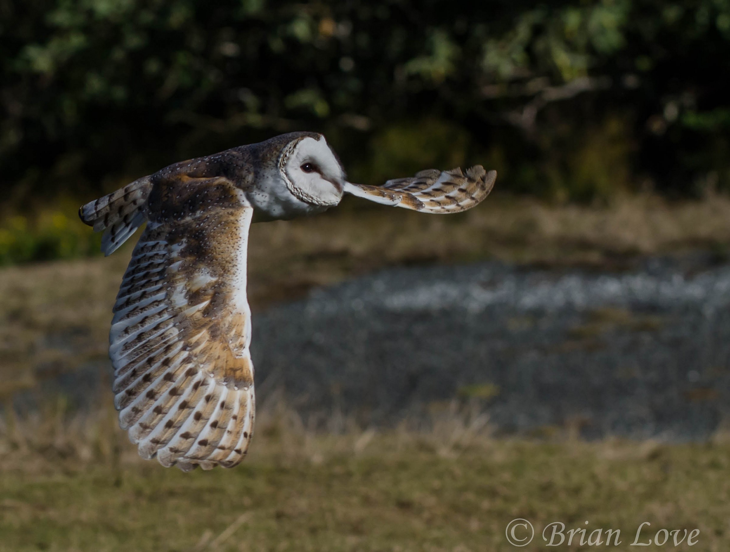 Barn Owl