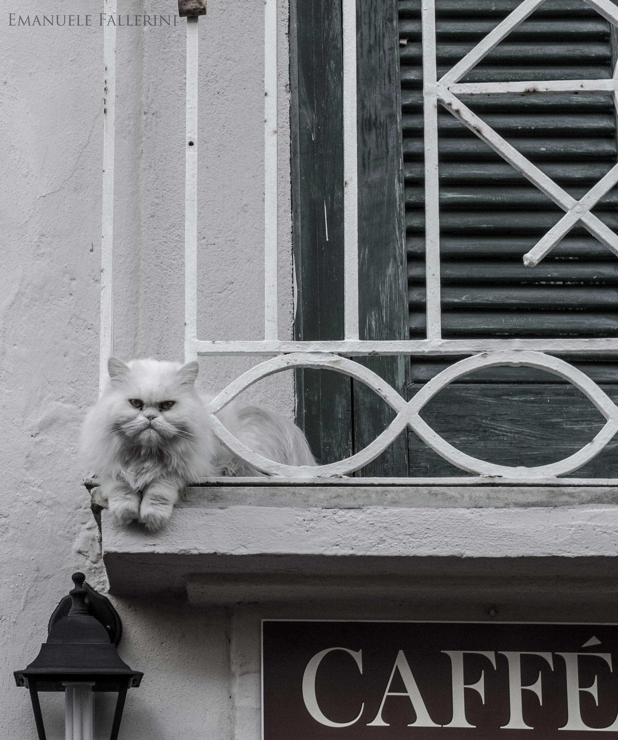Cat on a cafe