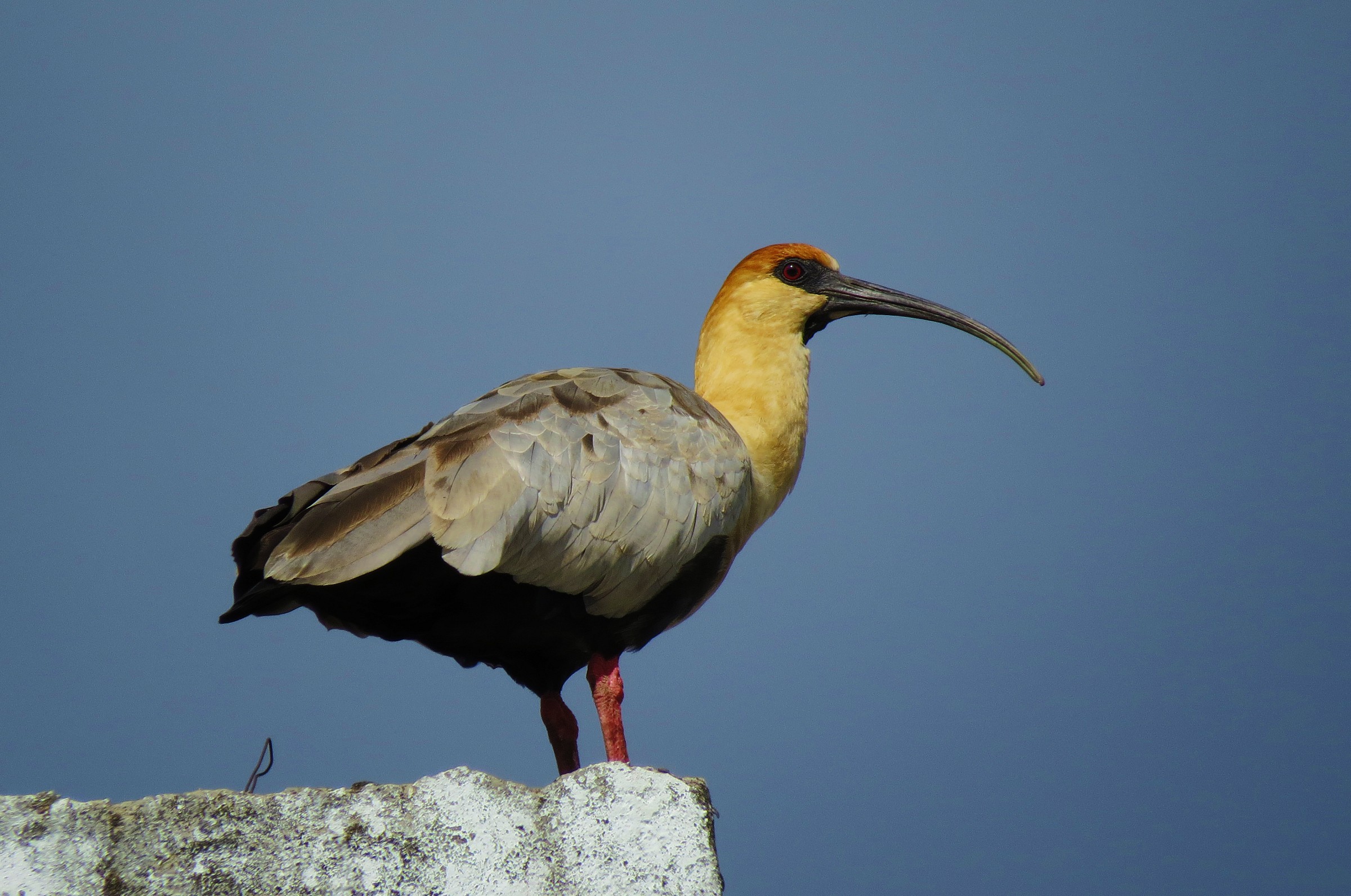 Ibis della Patagonia