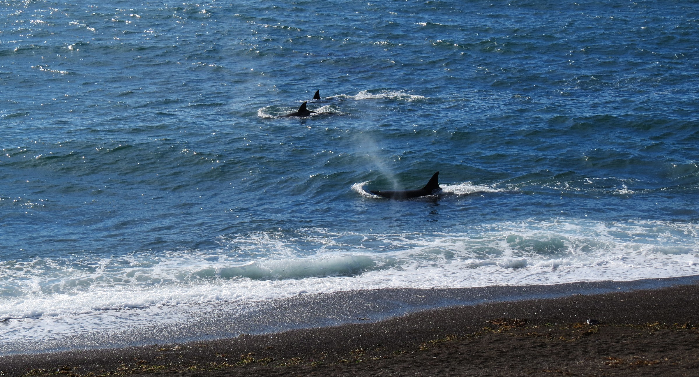 Orca (gruppo di Maga)