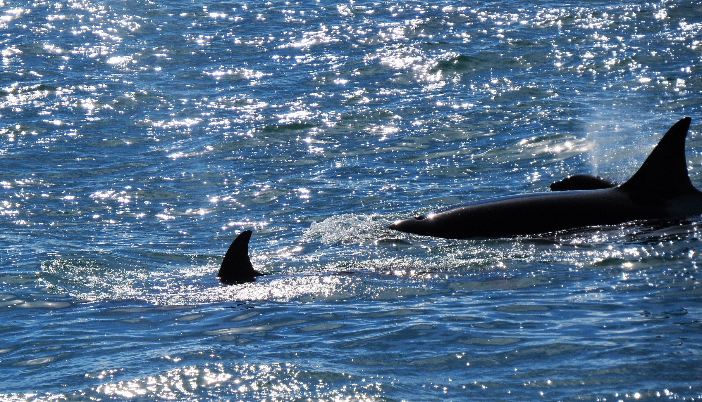 Orca (gruppo di Maga - Jazmin e il suo cucciolo)