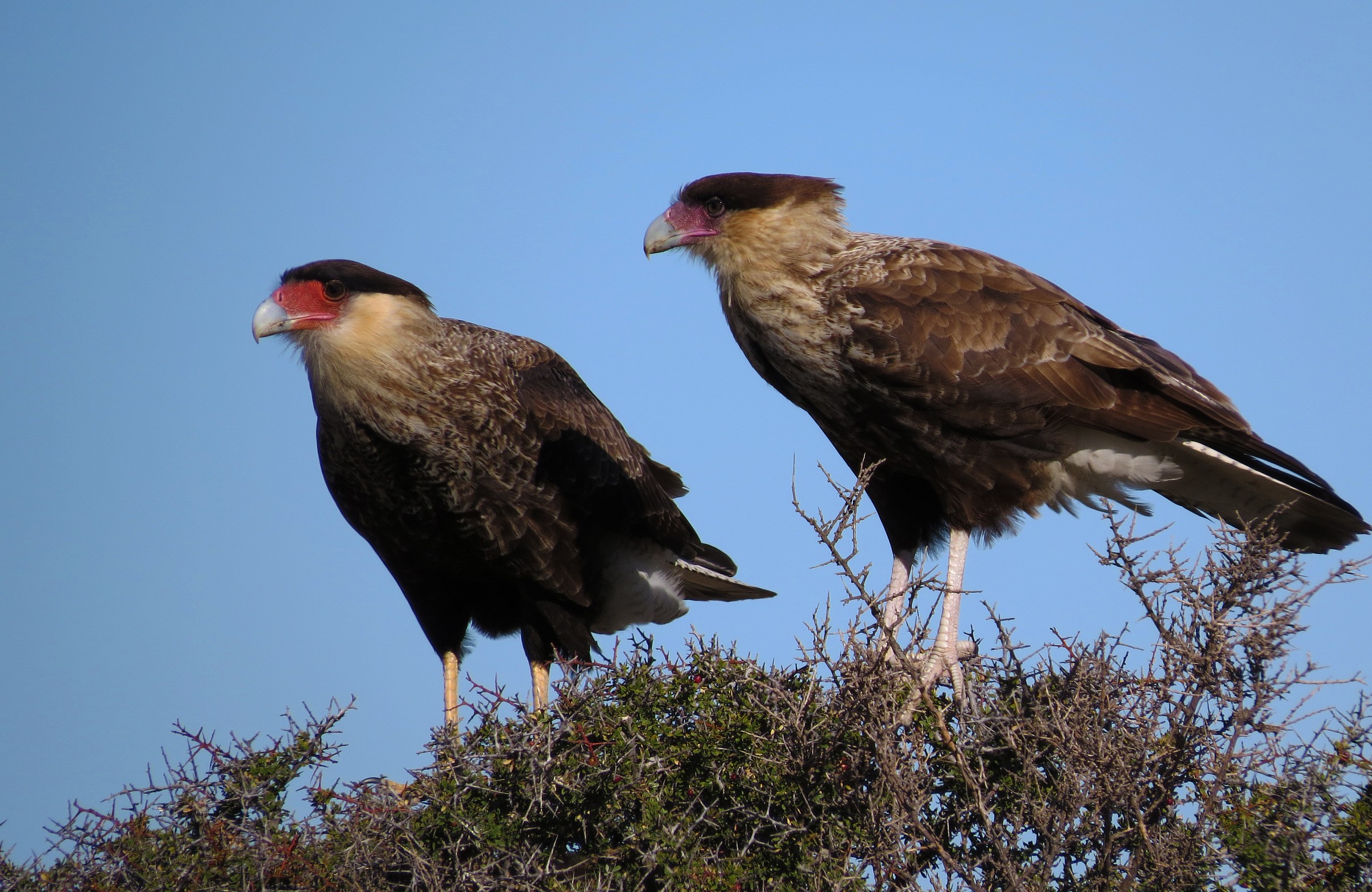 Caracara plancus