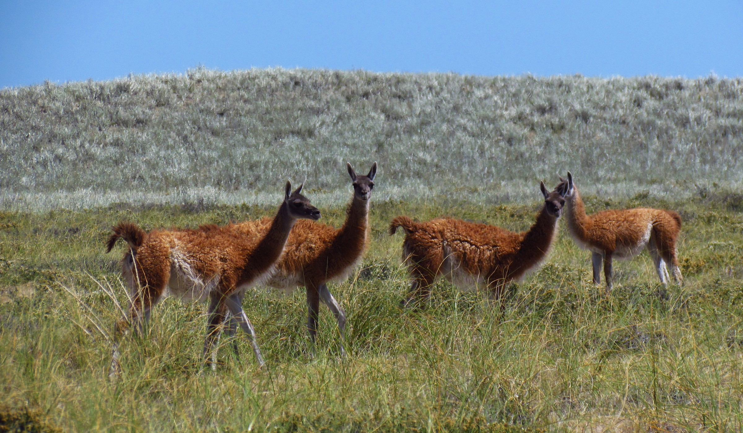 Guanaco