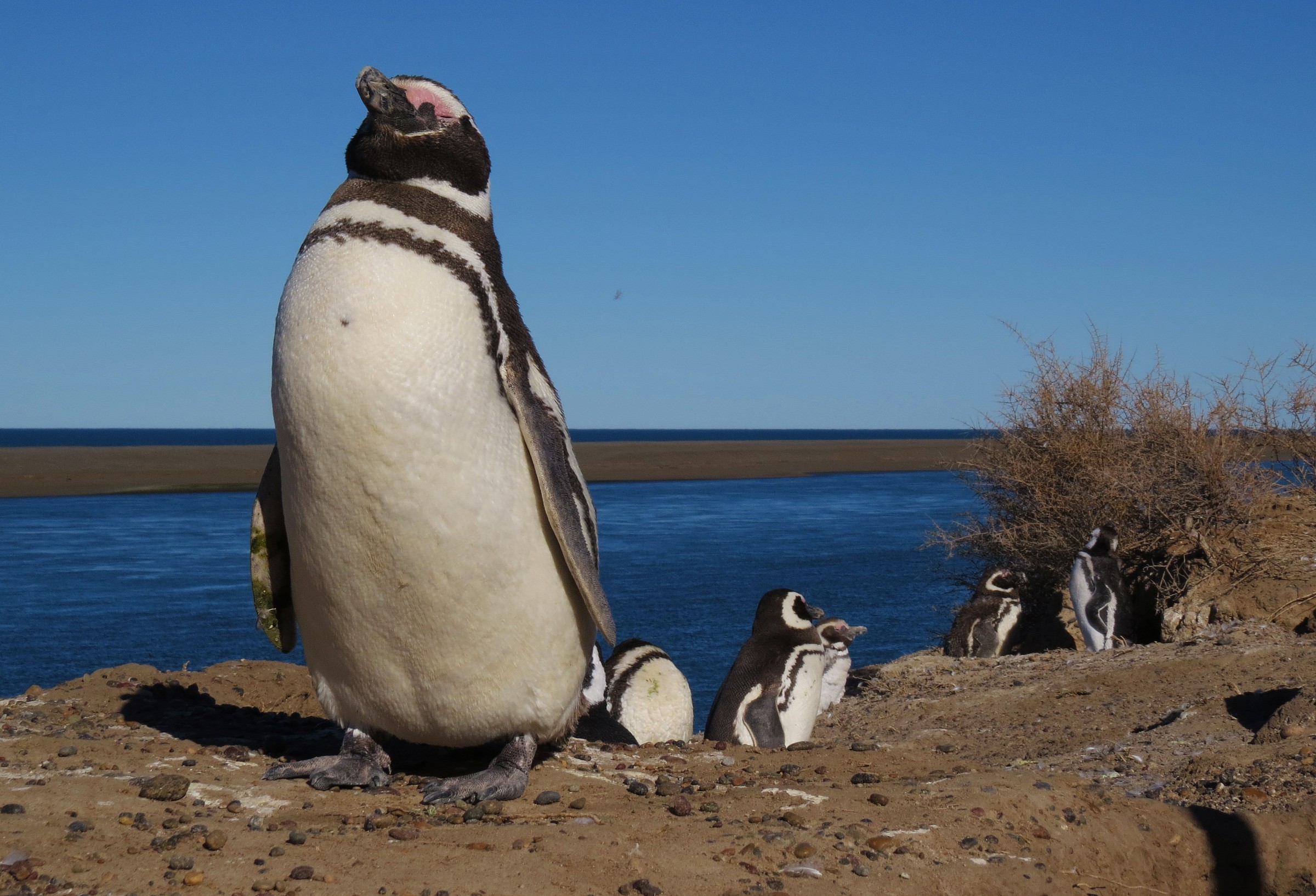 Pinguino di Magellano