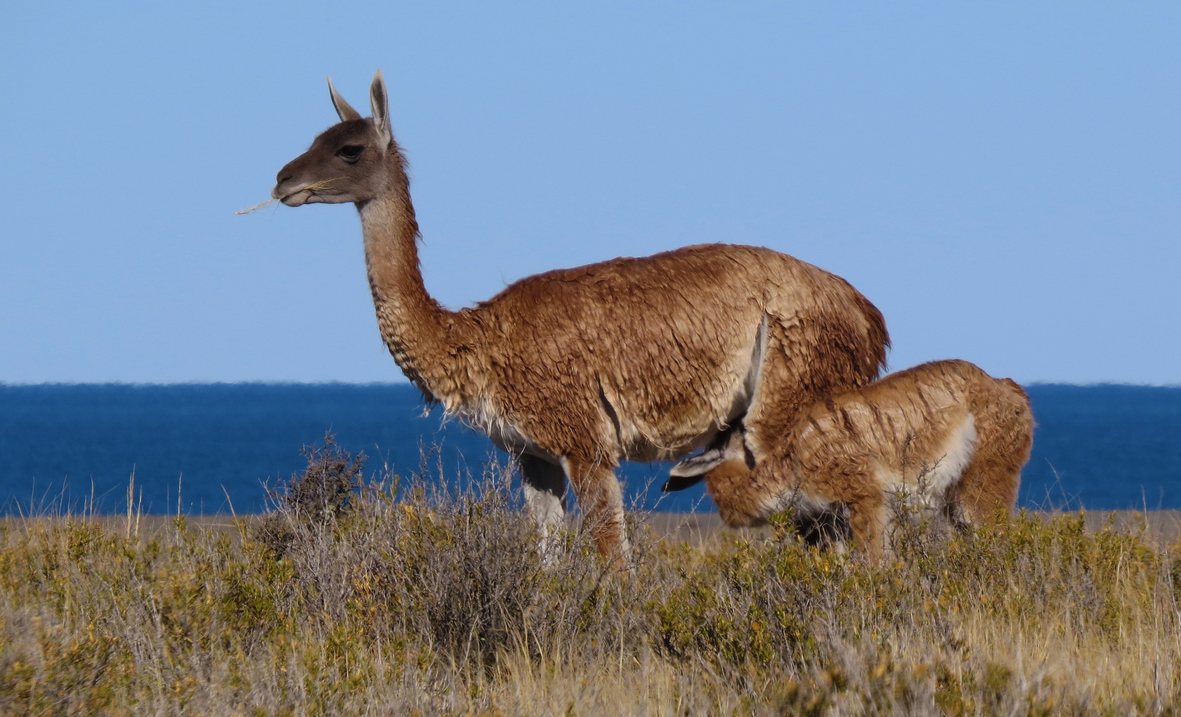 Guanaco