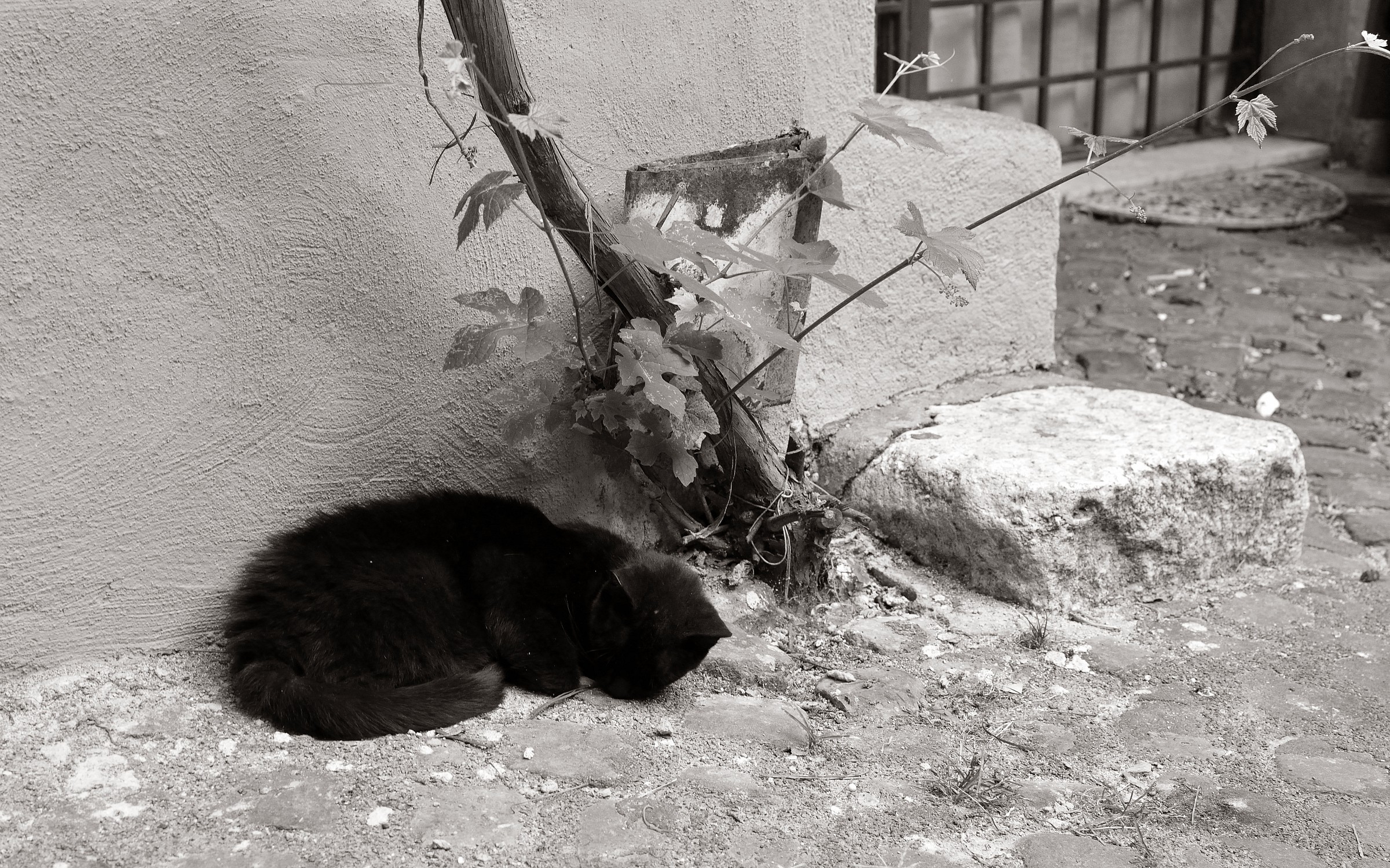 Dreams in black and white ..