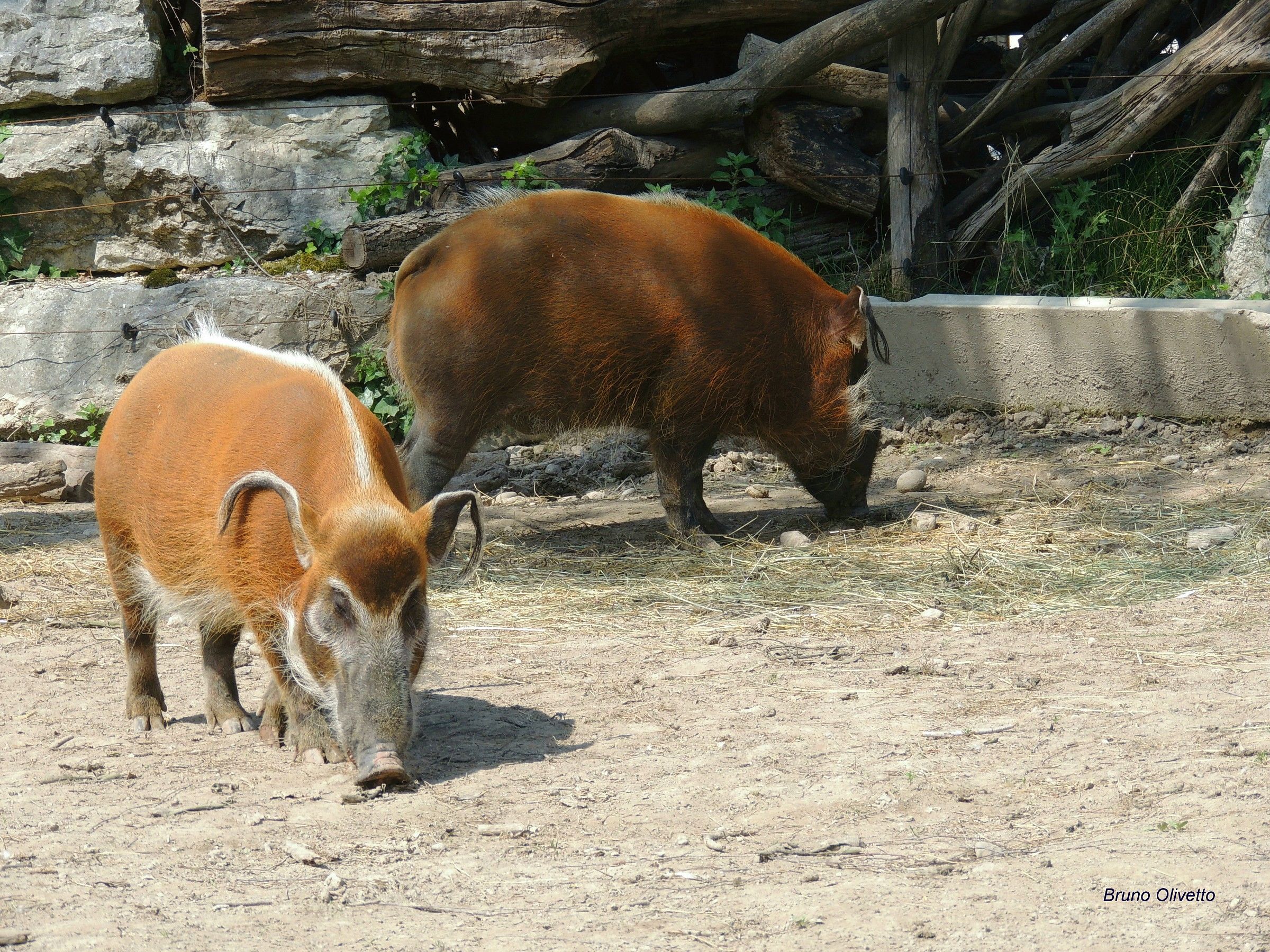 potamocero (potamochoerus)