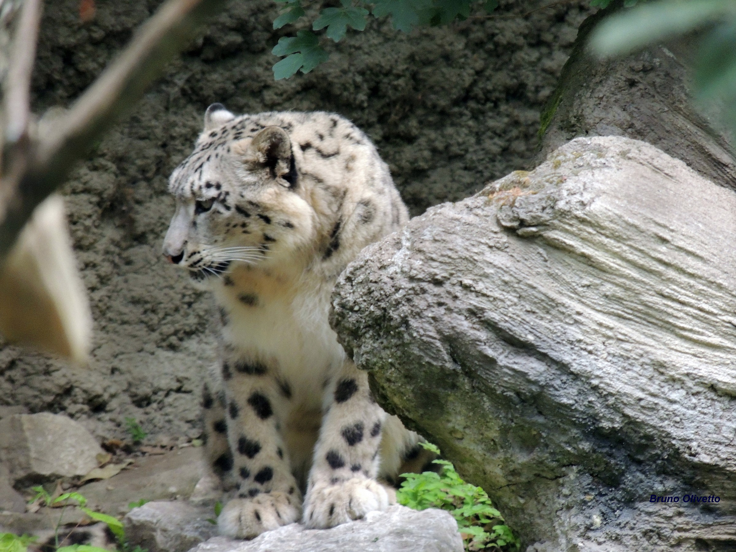 leopardo delle nevi