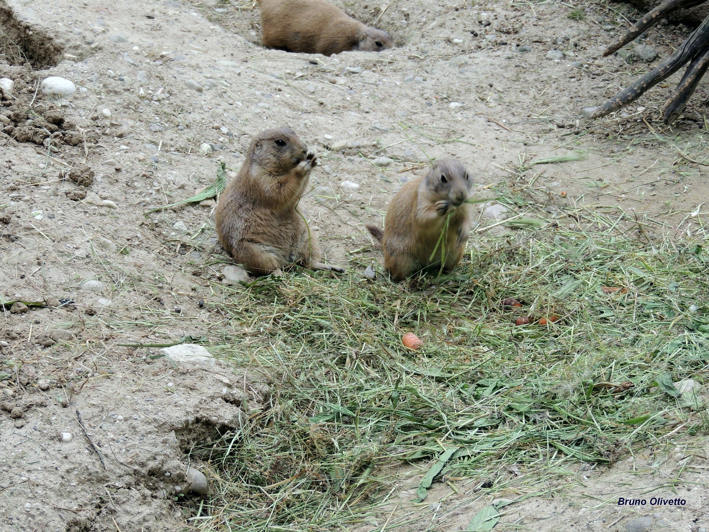 cynomys-cane della prateria