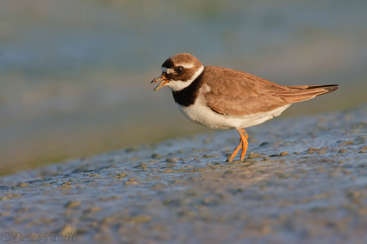 Naughty little worm!