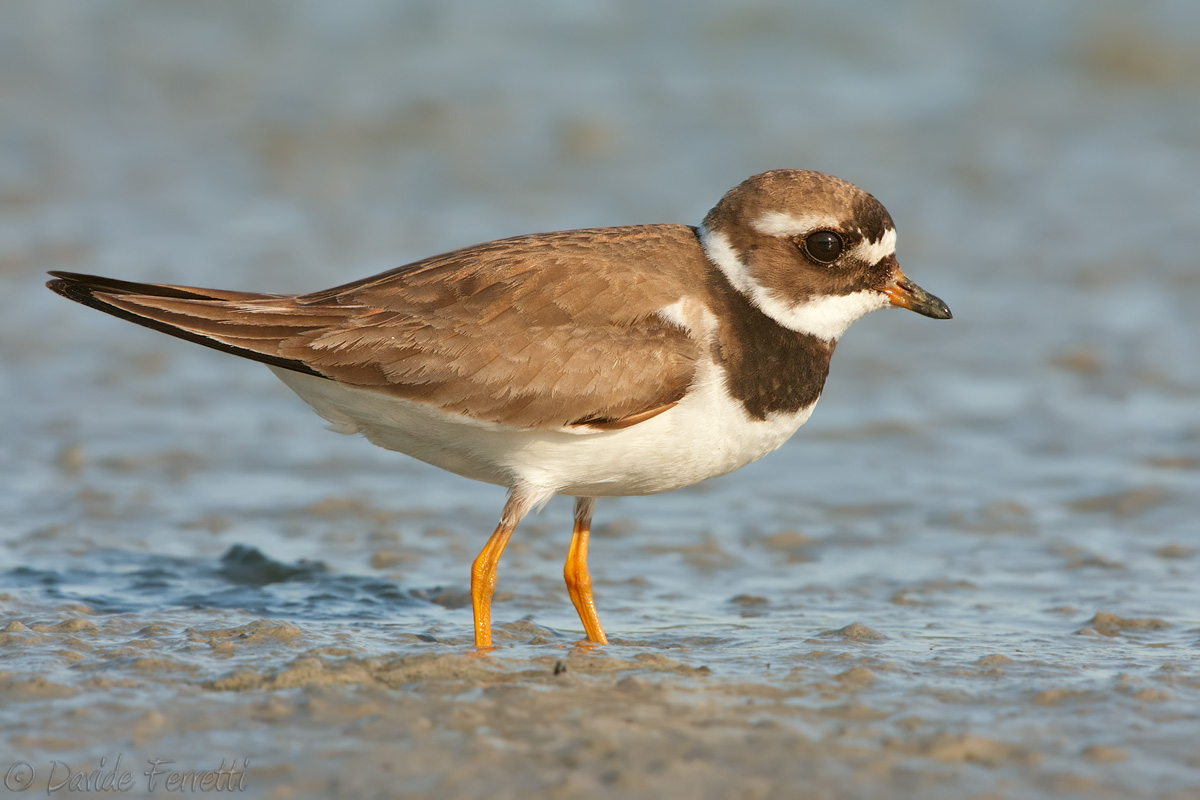 Ringed Plover