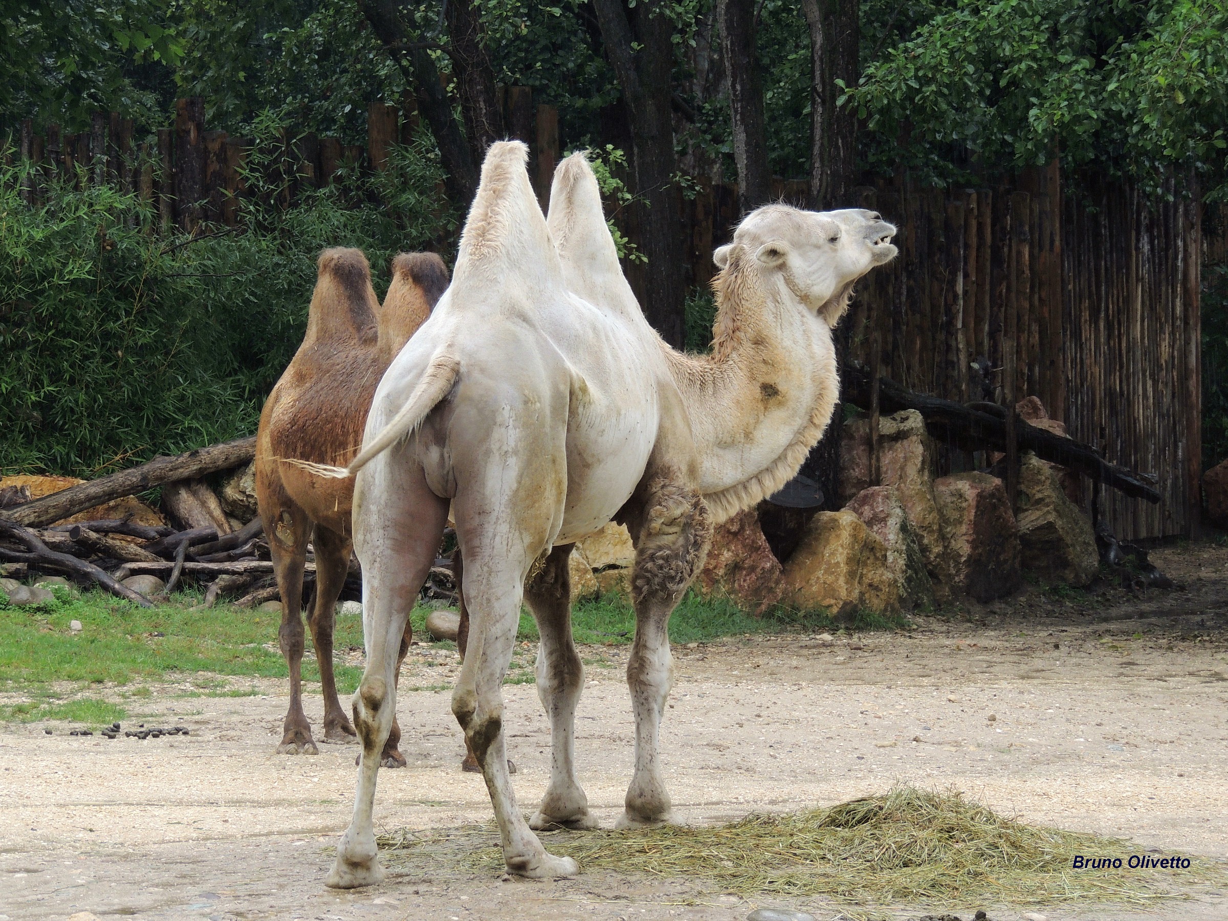 cammelli della battriana