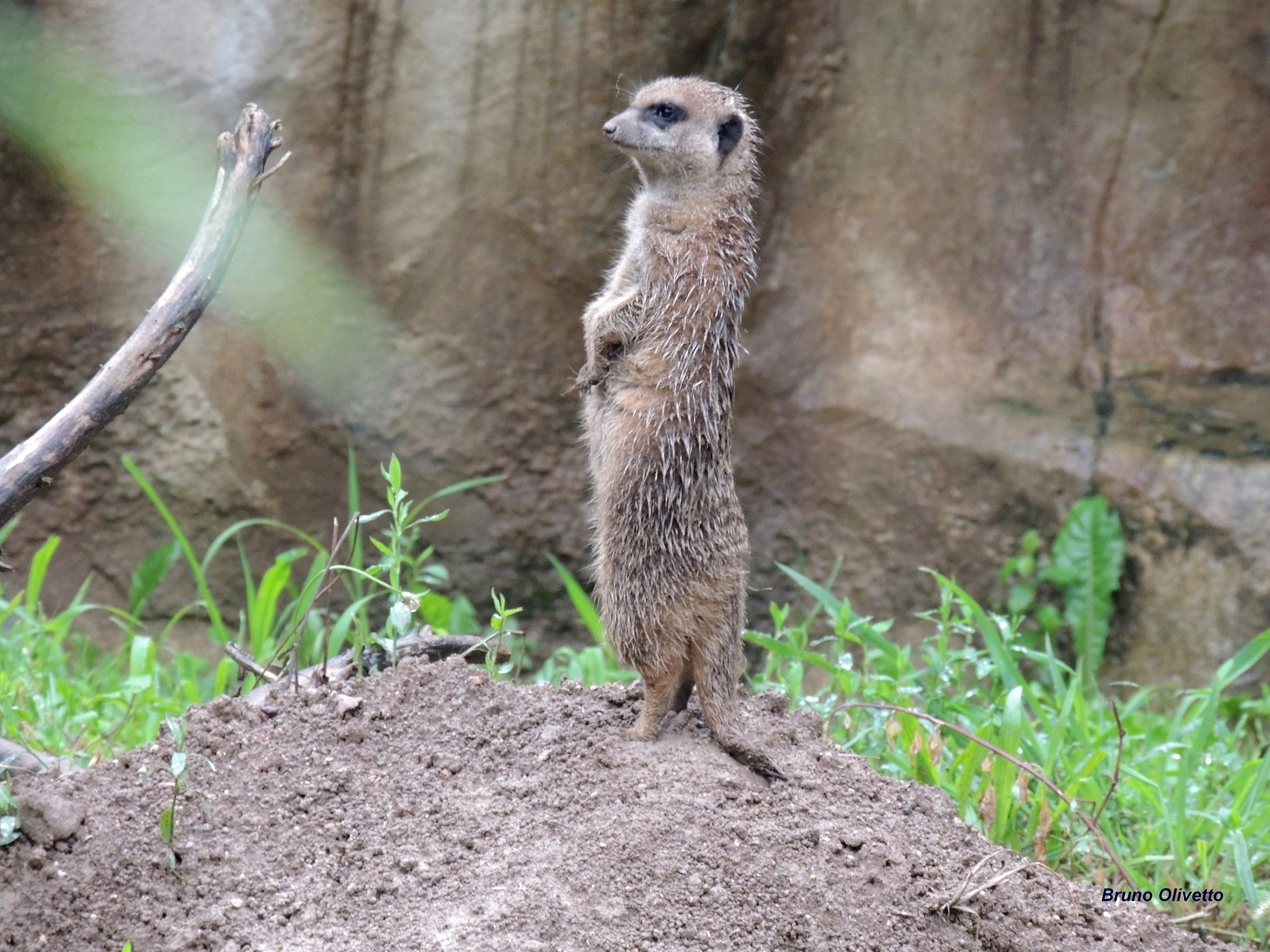suricato o meerkat