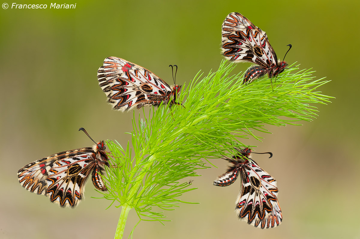 Tripudio di Zerynthia polyxena
