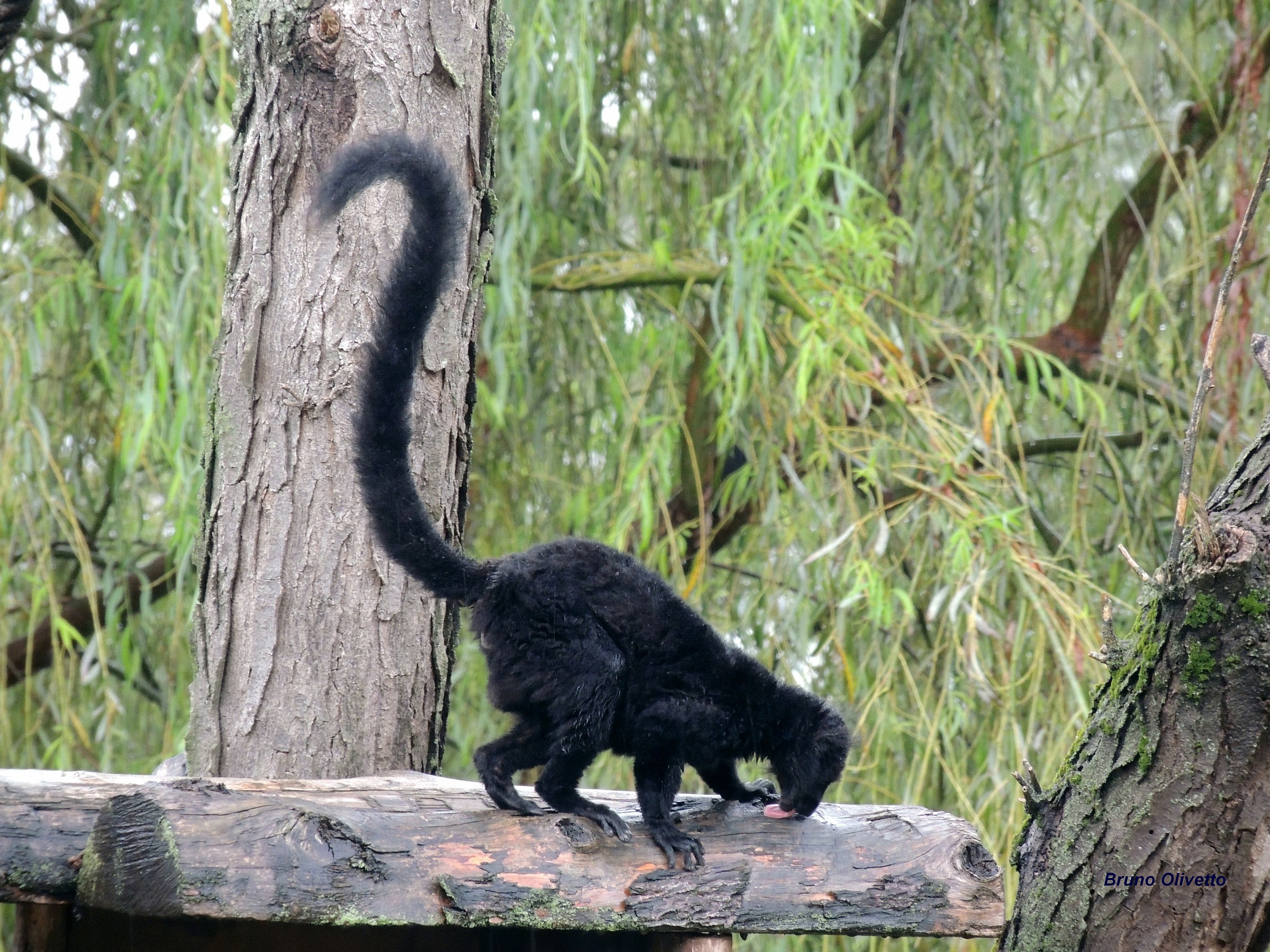 lemure macaco nero