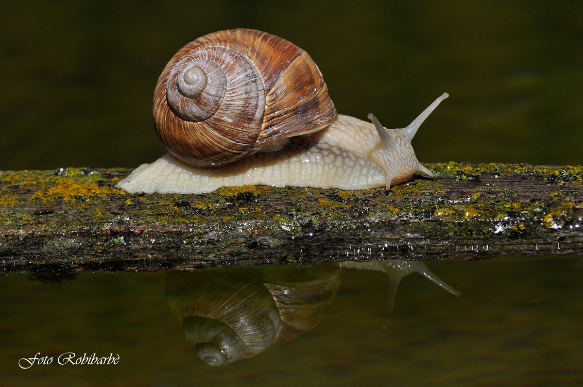 Riflessi lenti...