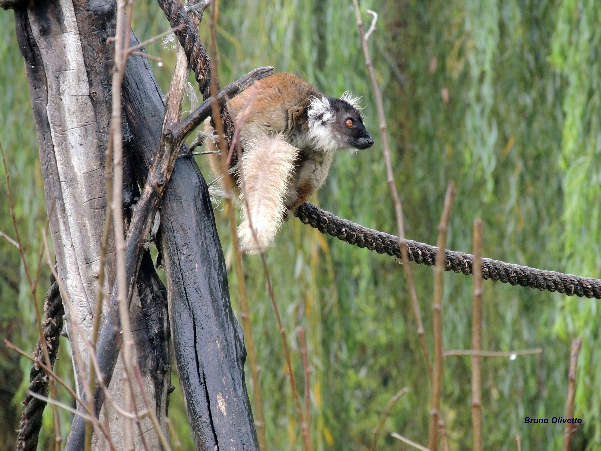lemure catta dal ventre rosso