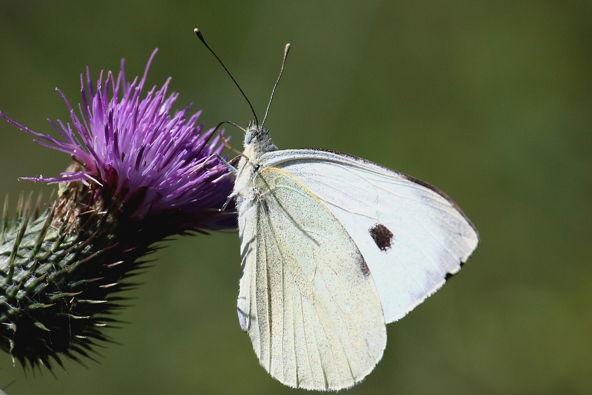 Butterfly-on-Small Cardo