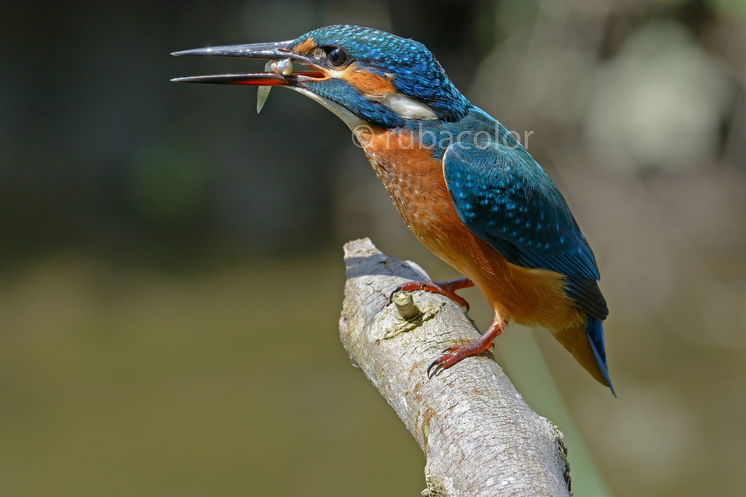 Il sacrificio del pesciolino