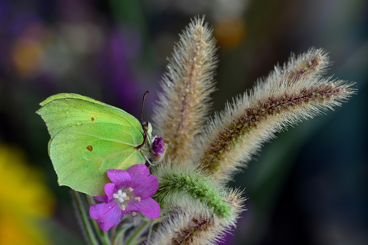 Gonepteryx rhamni (Cedronella)