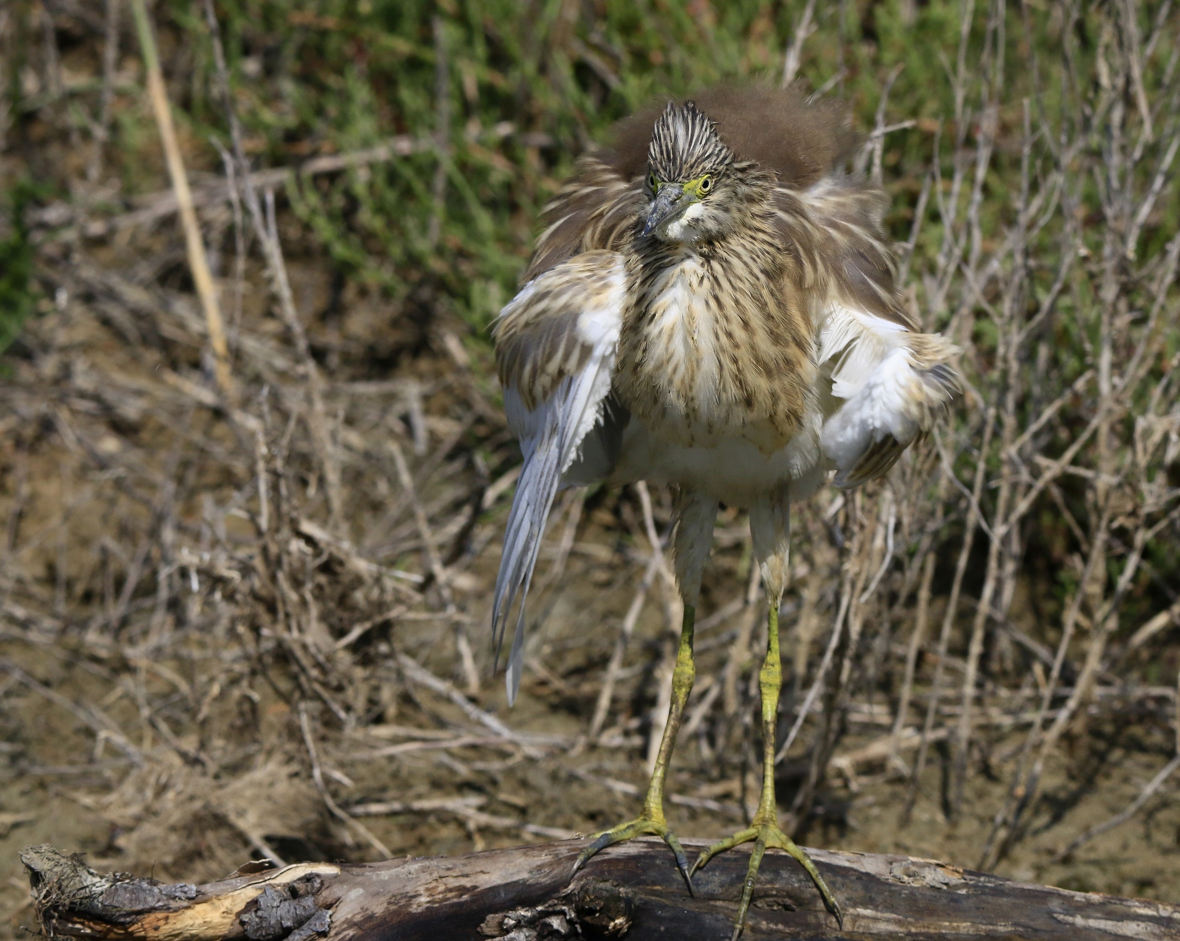 sgarza molto sgarzata