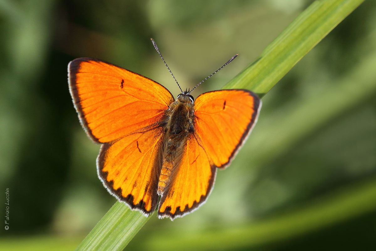 Lycaena dispar (maschio)